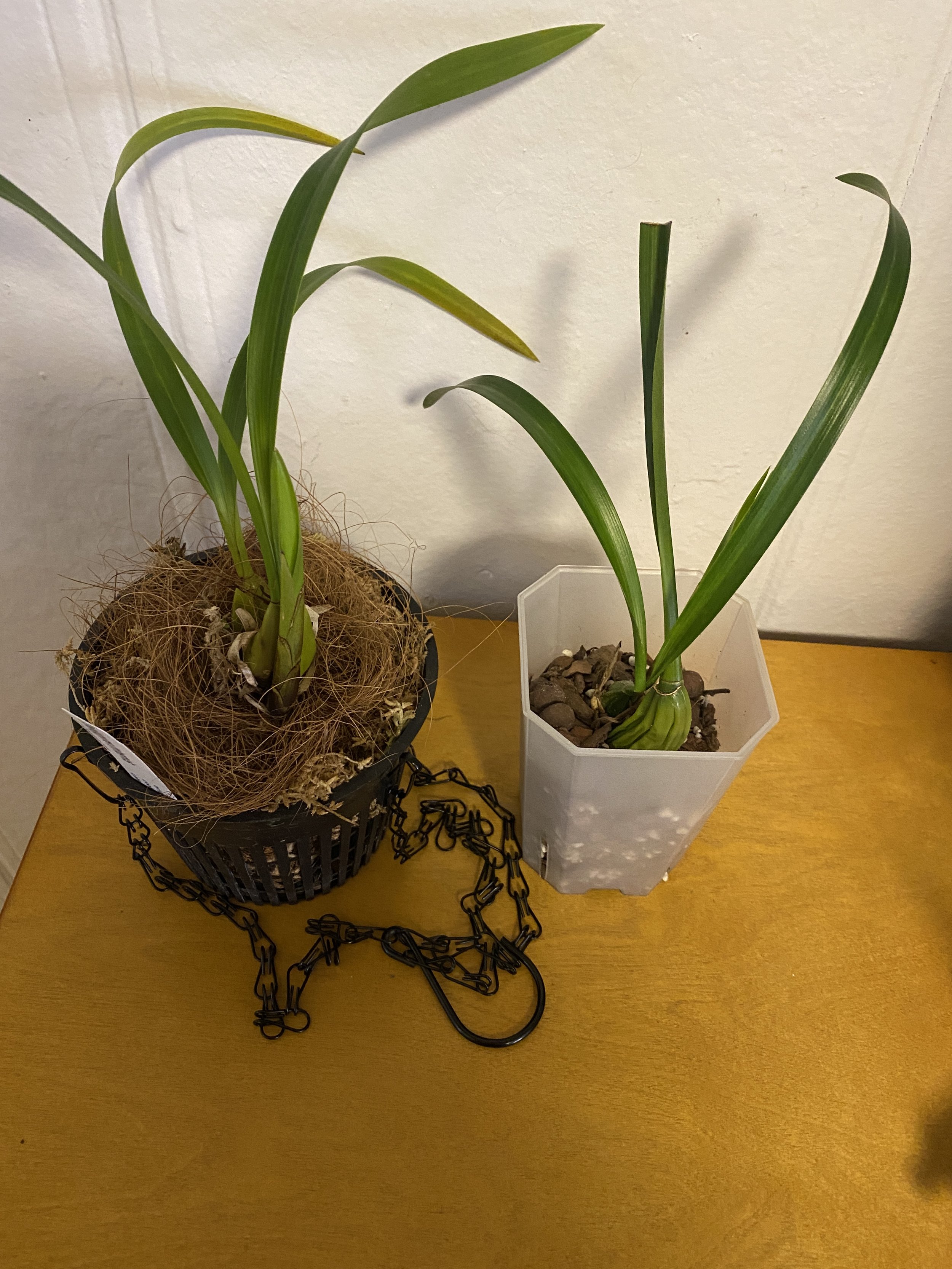 Coelogyne-trinervis-sizes-large-and-small.jpeg