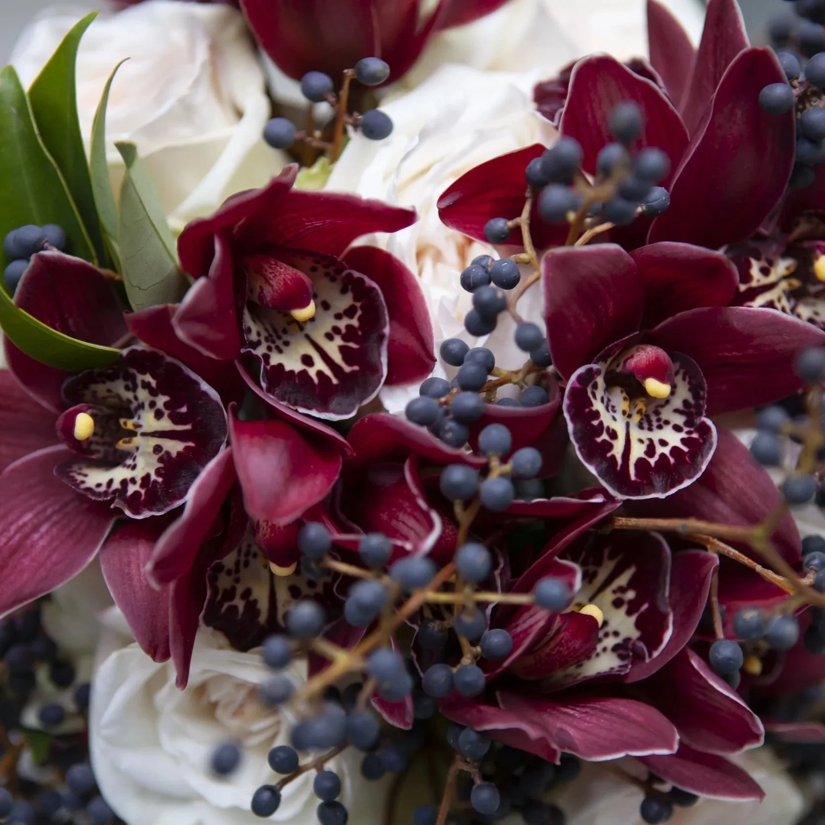 Cymbidium-Cali-Night-Black-Shower.jpg
