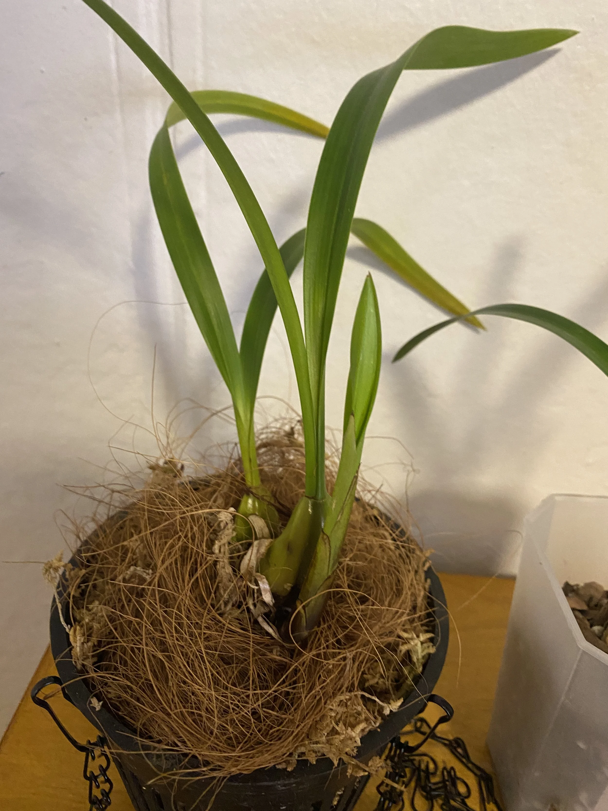 Coelogyne-trinervis-five-inch-pot.jpeg