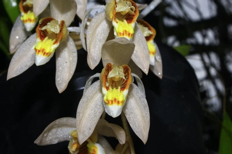 Coelogyne-swaniana.jpg