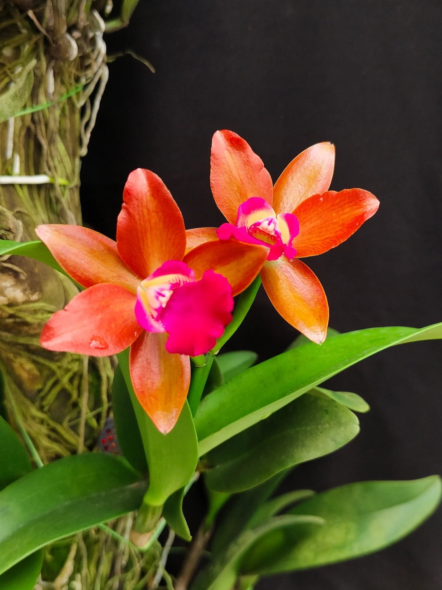 Cattleya Tokyo Life