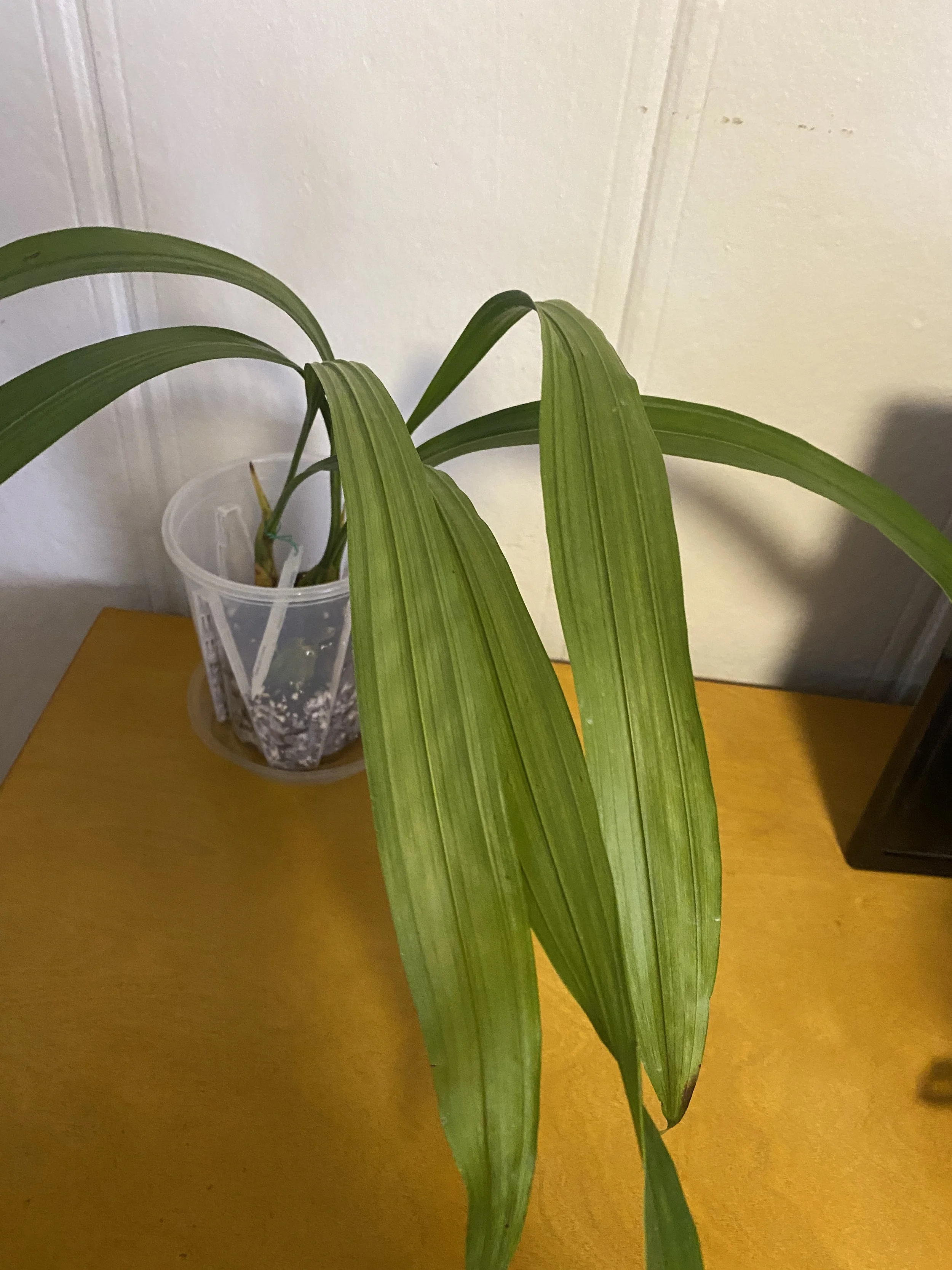 IMG_1887.jpeg