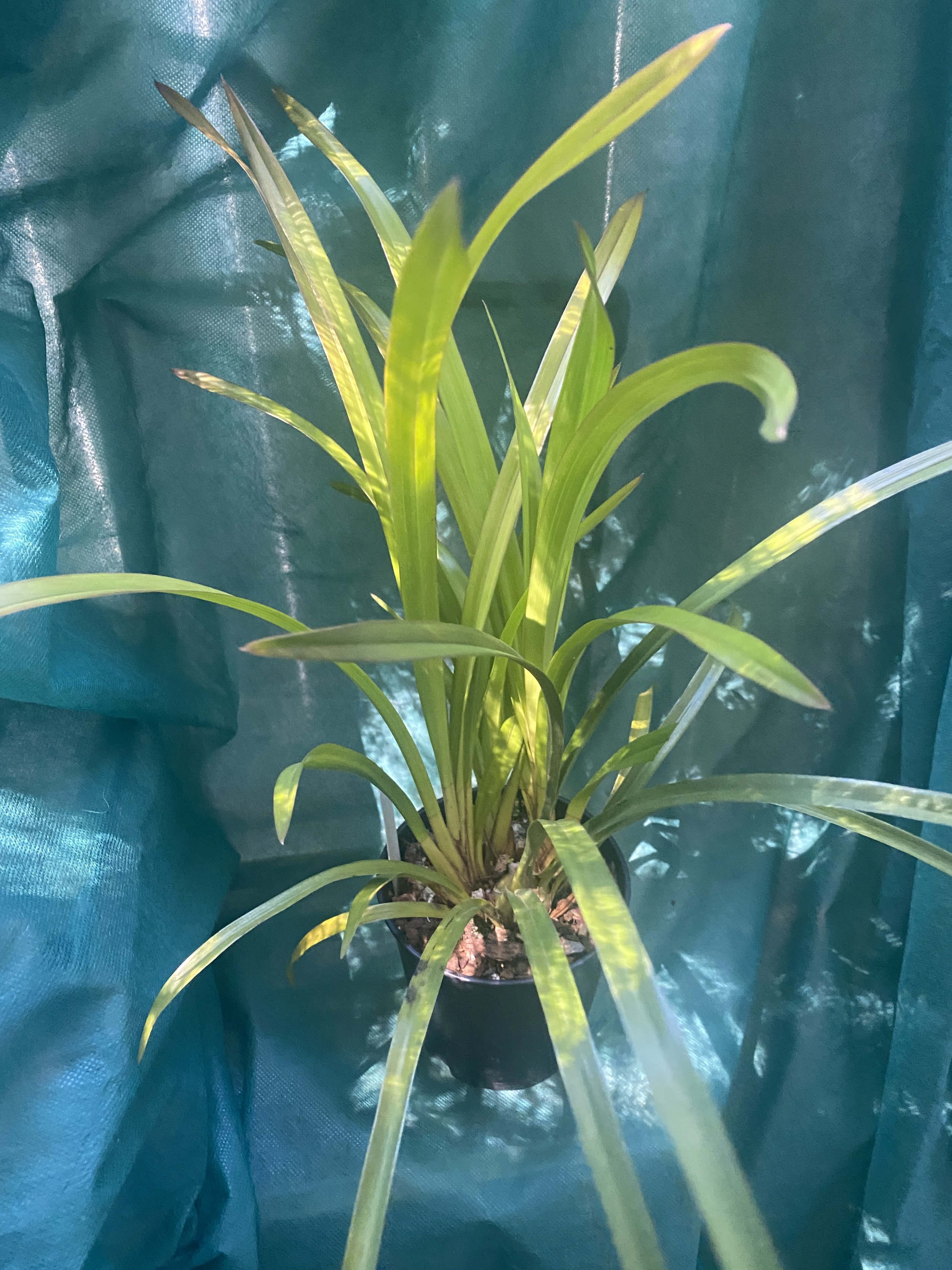 Cymbidium-Black-Peter-Captain-Midnight-x-Rosy-Wine-in-five-inch-pot.jpeg