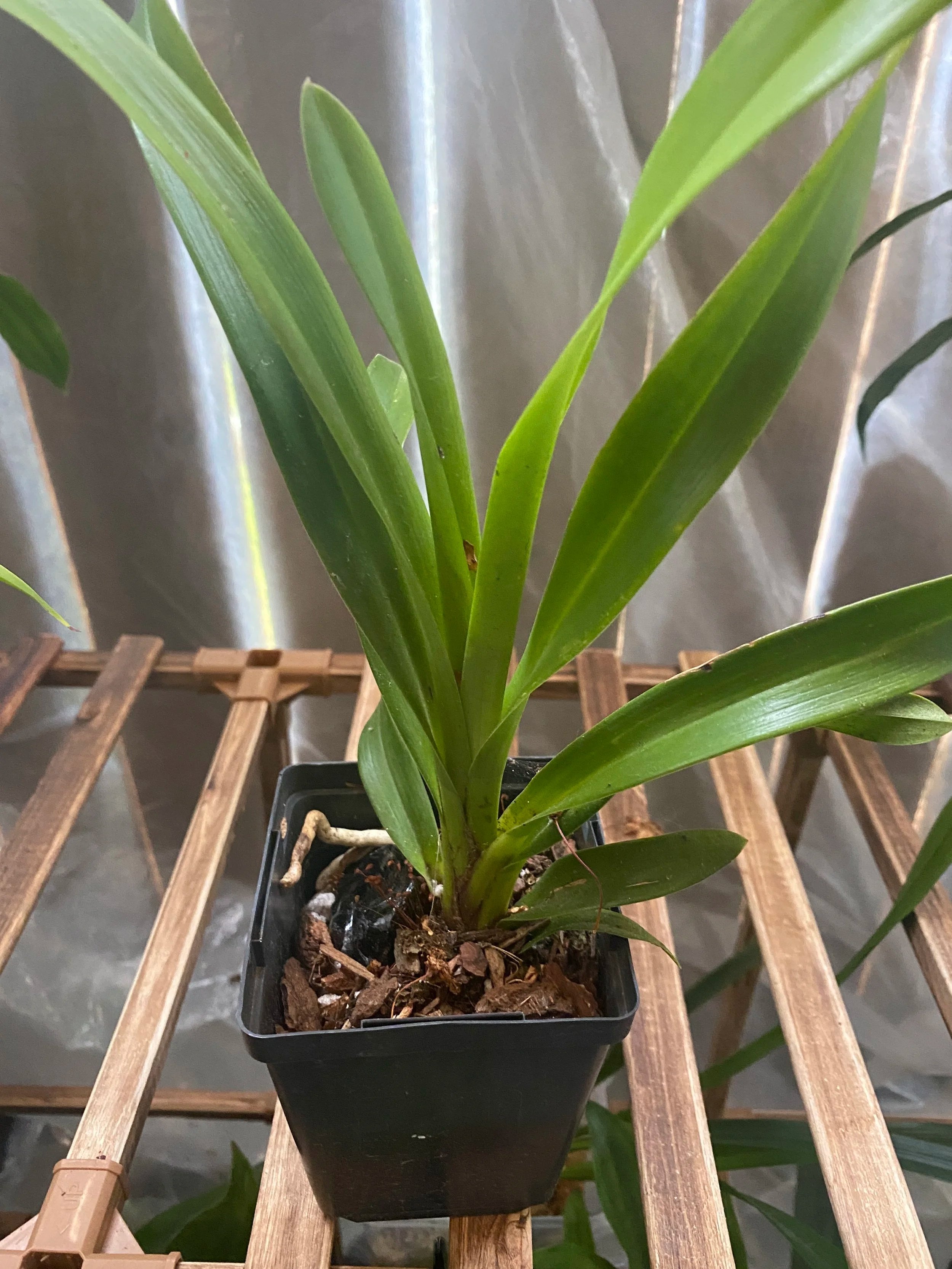 Cymbidium-Cali-Night-Black-Shower-standing-twelve-inches-tall.jpg