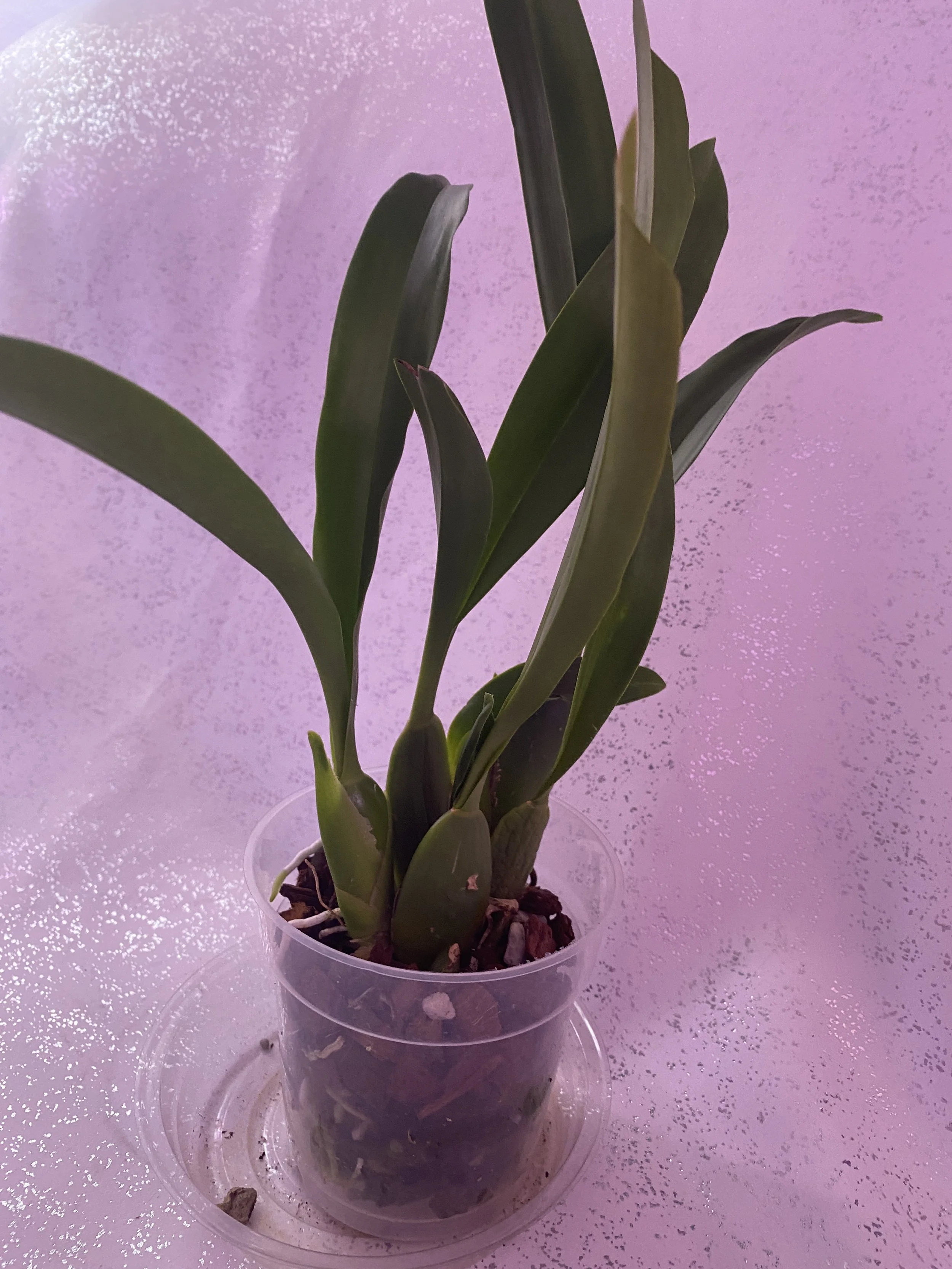Cattleya orchid in five inch pot