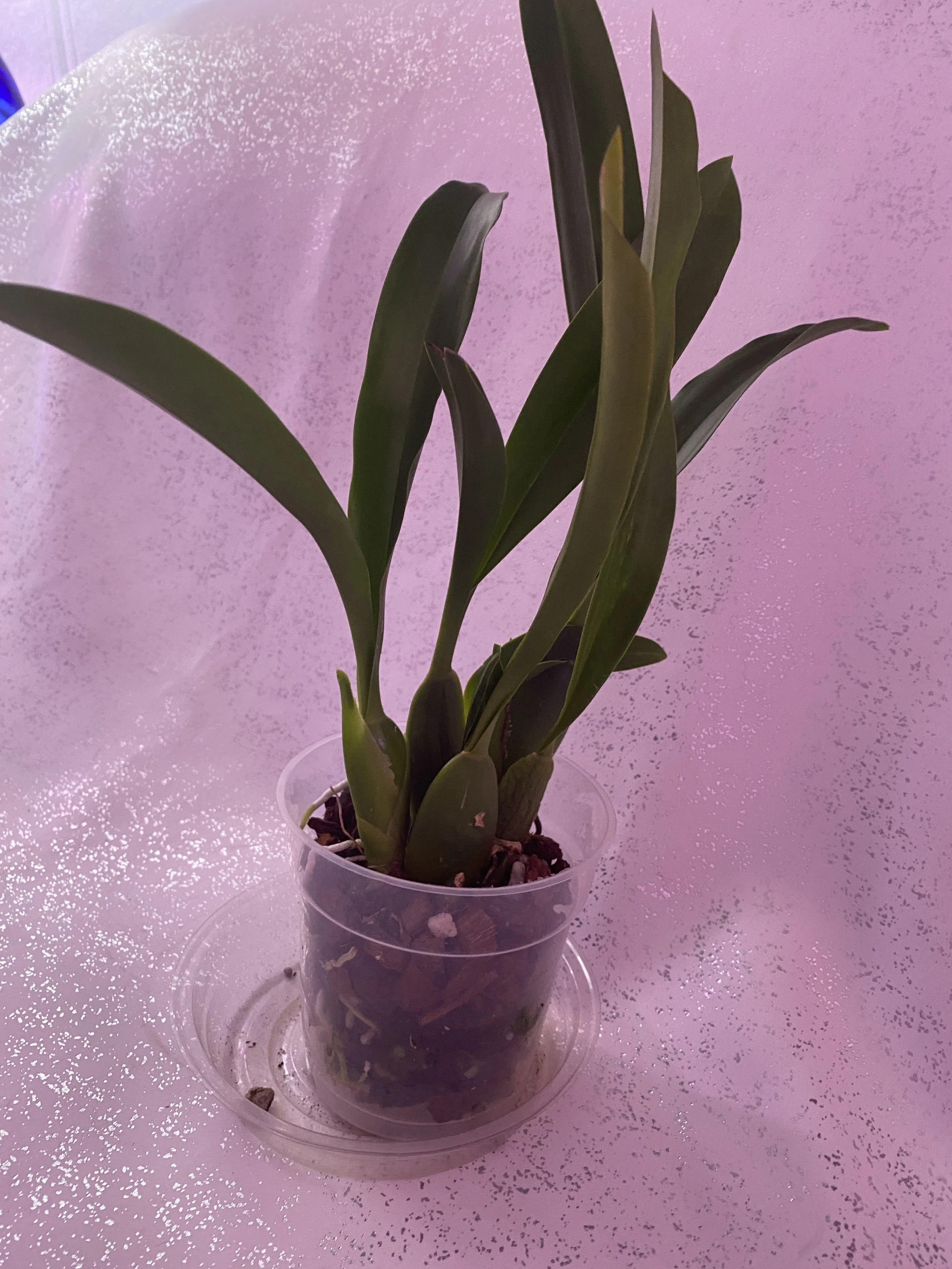 Cattleya orchid with long leaves