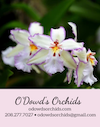 Coelogyne Orchids