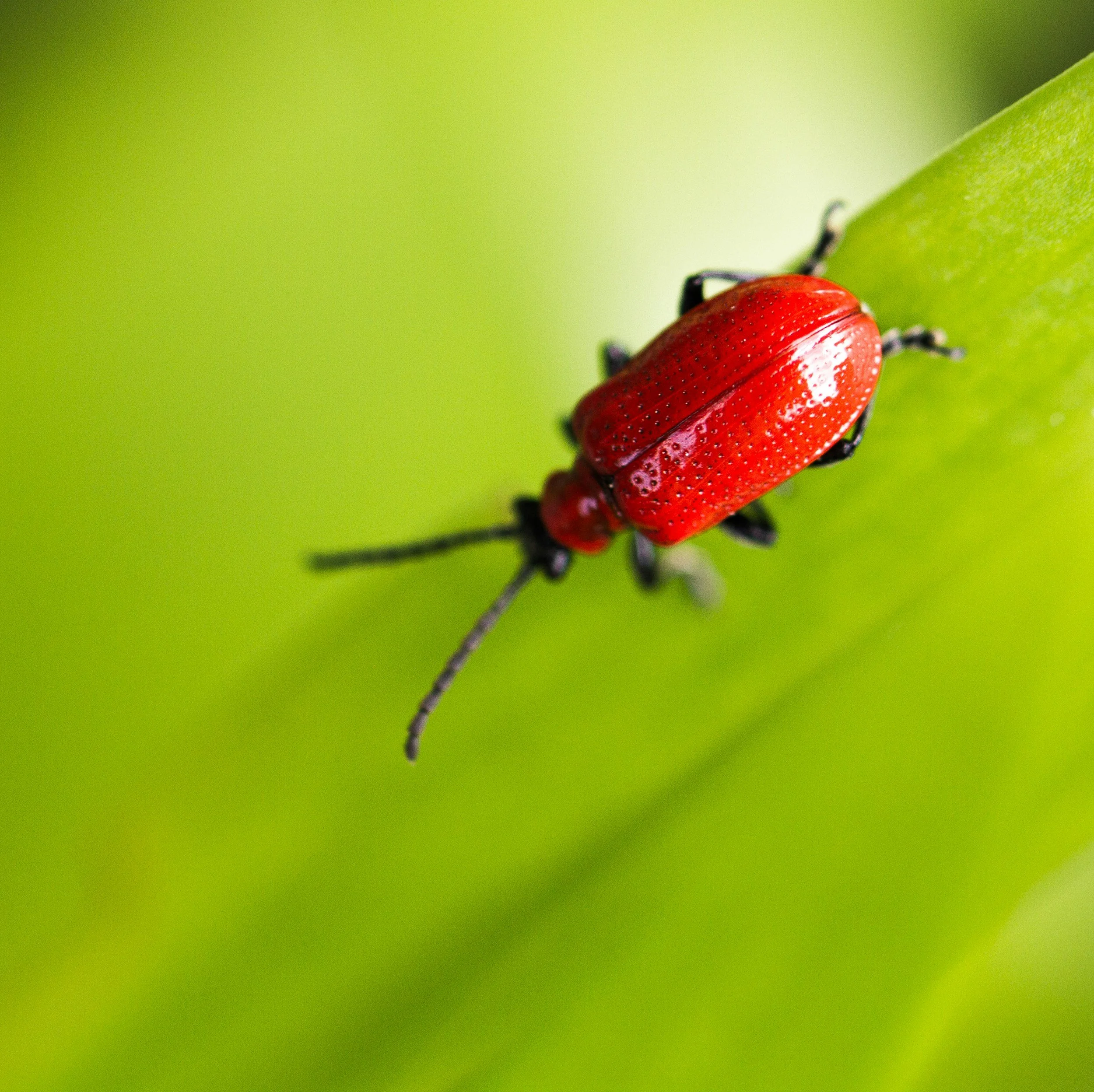 How Do I Get Rid of Bugs?