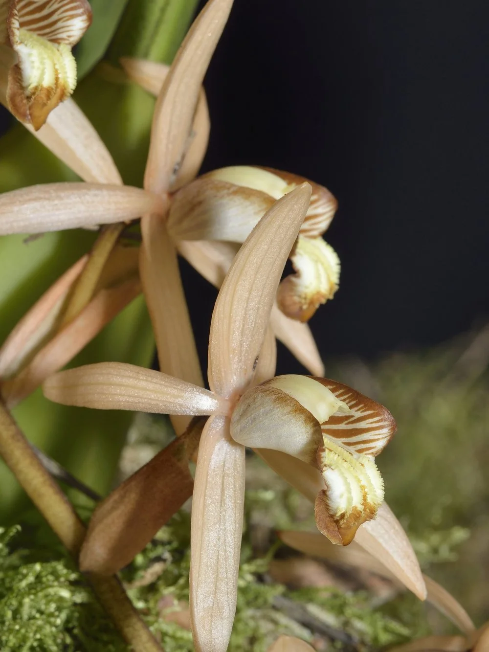 How to Care For Coelogyne Orchids