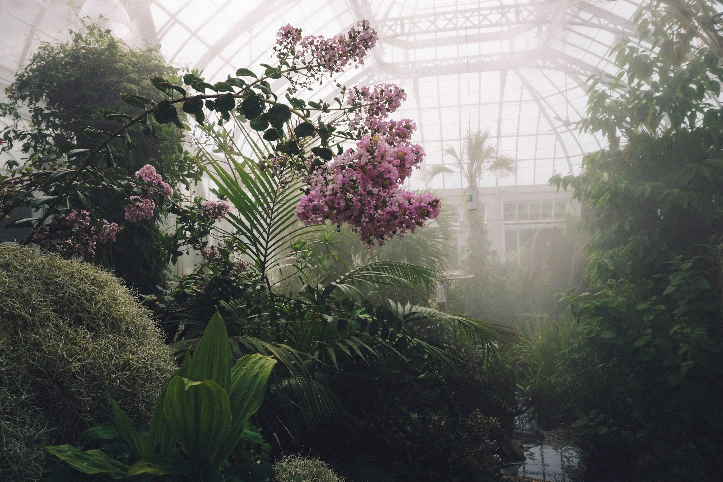 Next Week - Getting Determined to Grow Orchids