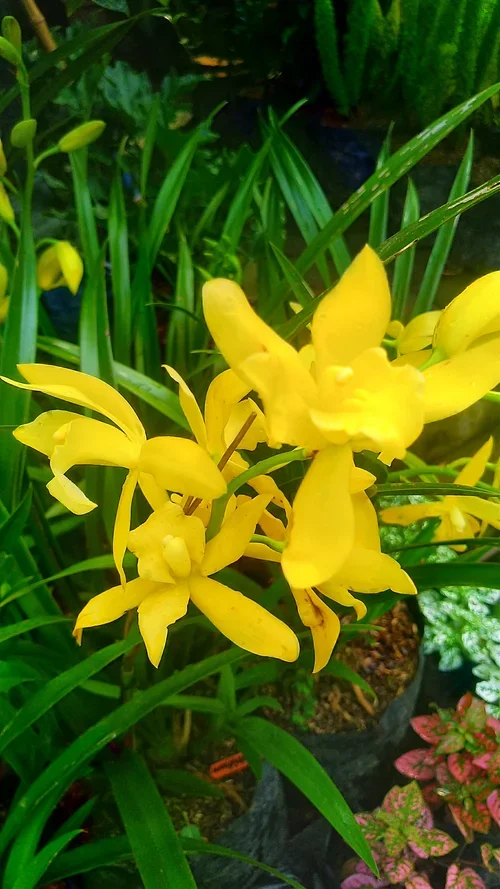 Why is my Cymbidium turning yellow at the crown? by O’Dowds Orchids