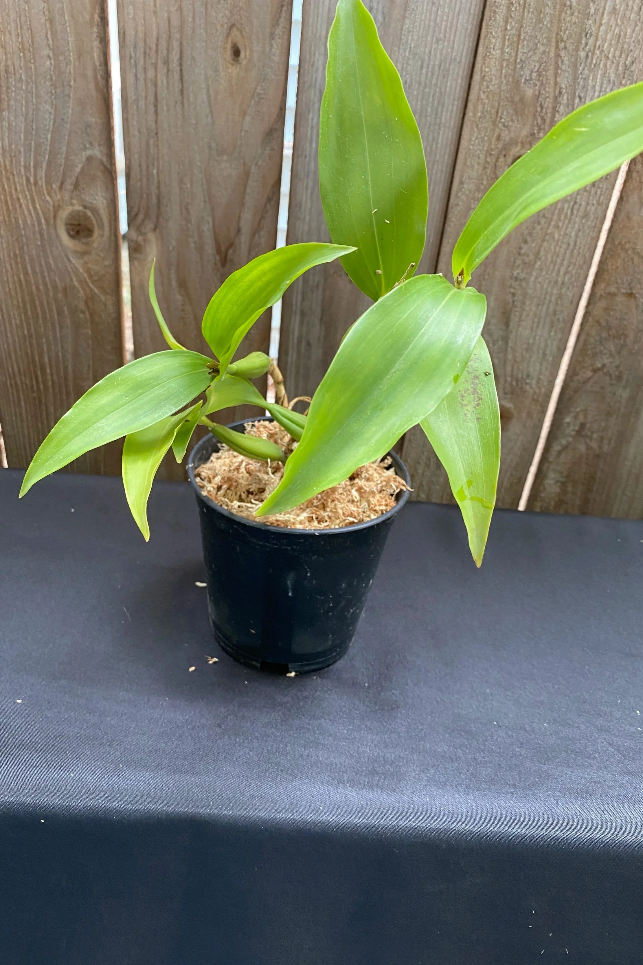 coelogyne-peltastes-in-black-pot-with-wooden-fence-behind.jpg