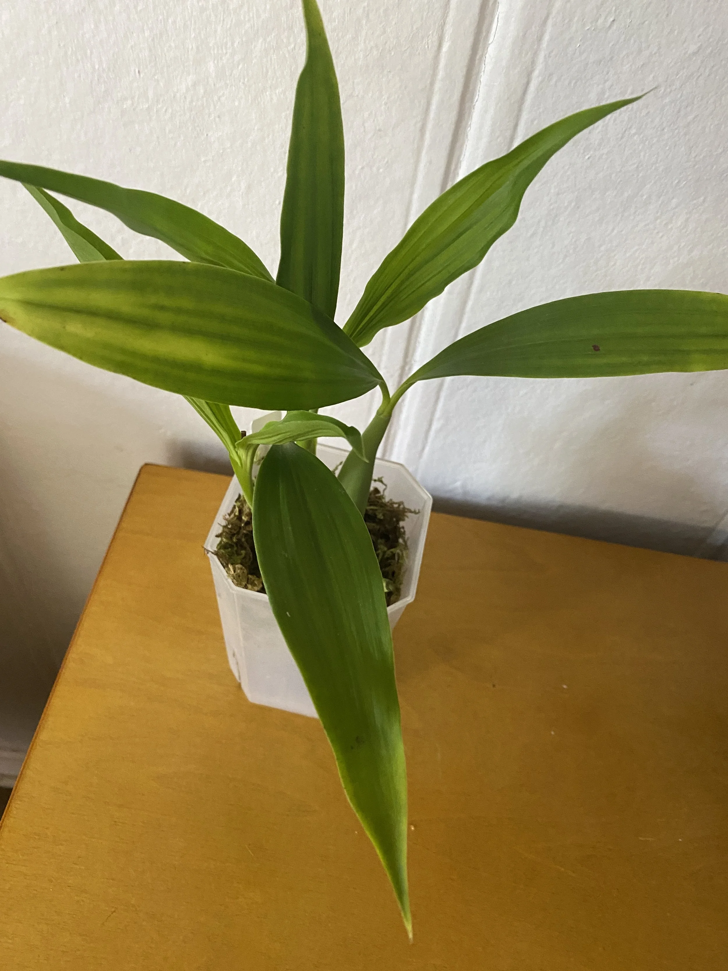 Coelogyne-chloroptera-on-wooden-table.jpeg