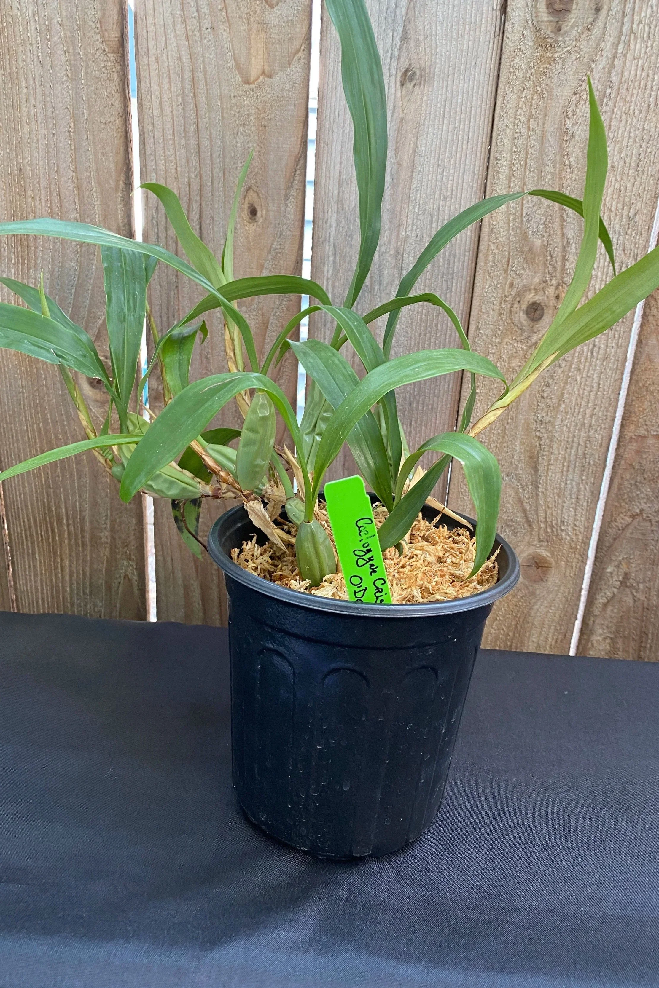 coelogyne-cristata-large-pot.jpg