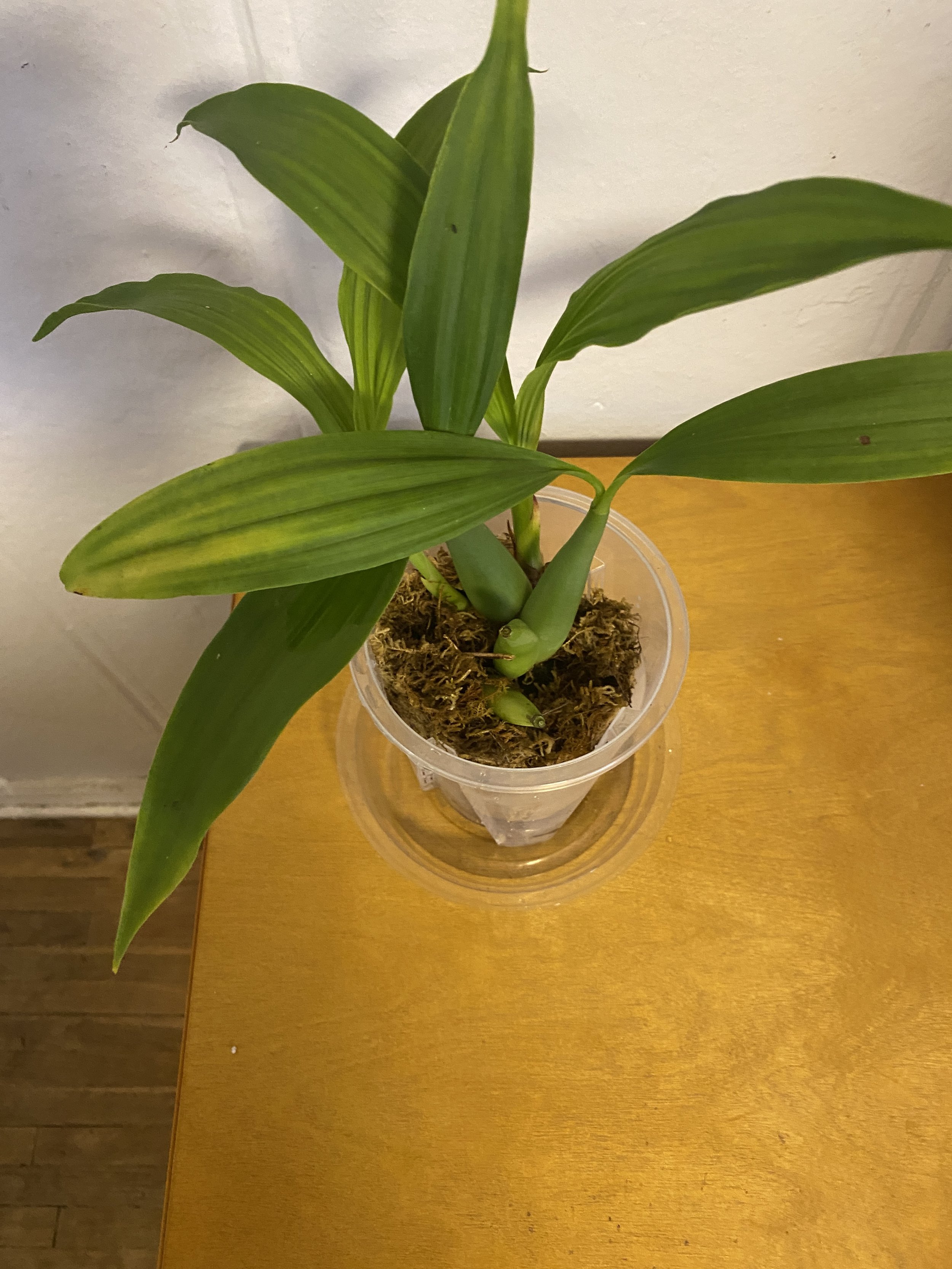 Coelogyne-chloroptera-(rare)-in-four-inch-pot.jpeg