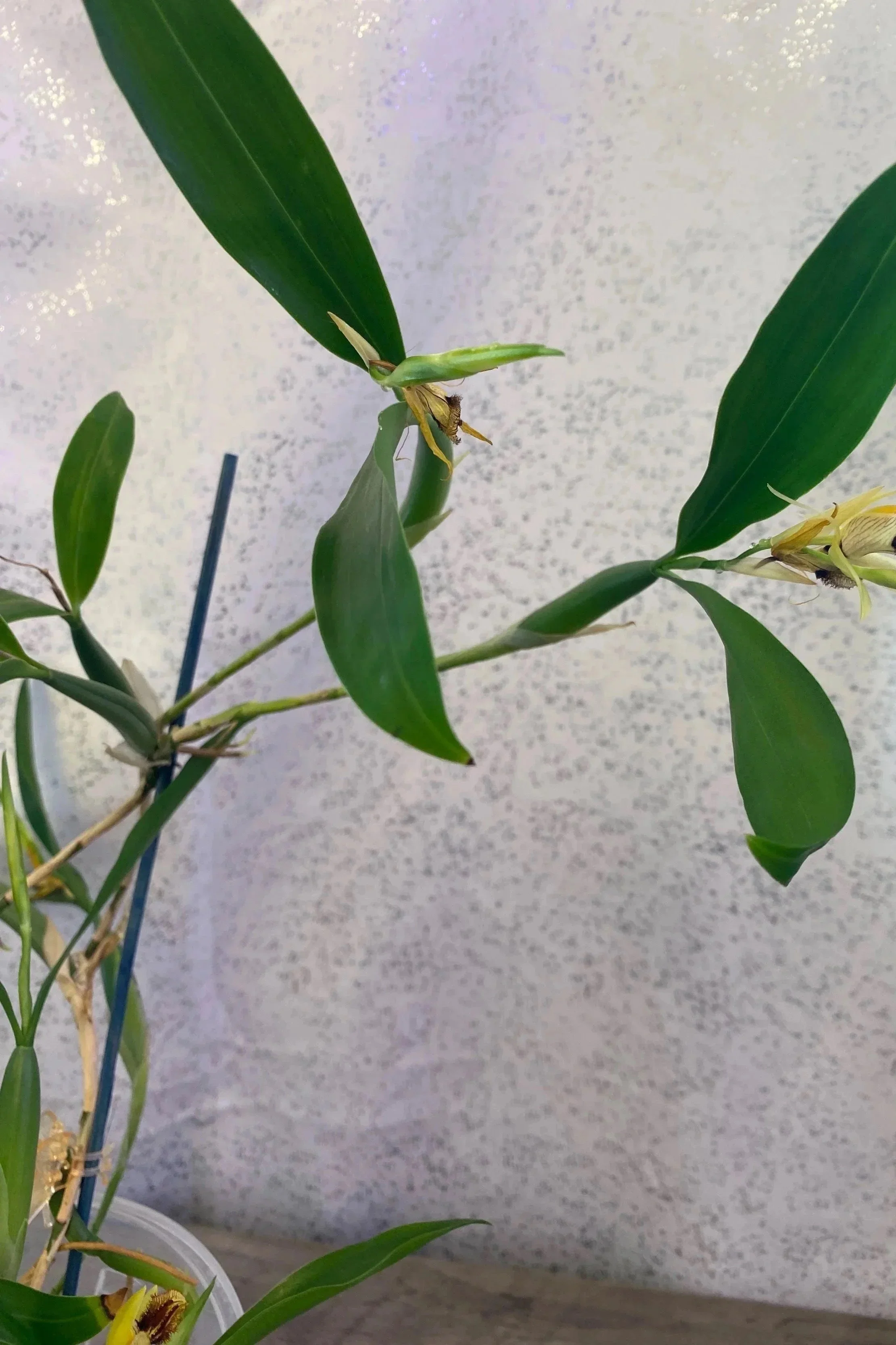 Coelogyne-ovalis-in-bloom.jpg