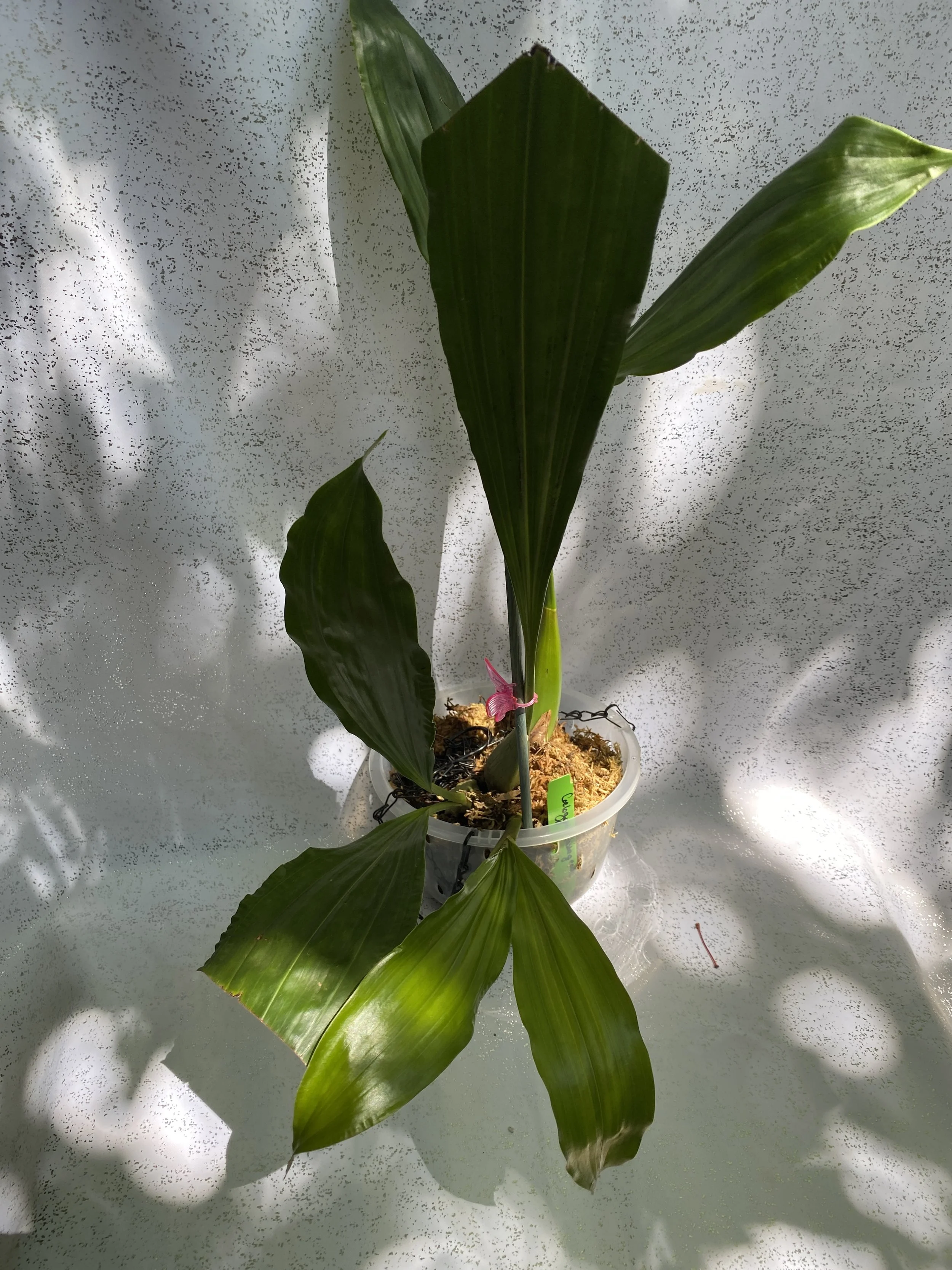 Coelogyne-massageana-large-with-white-background.jpeg