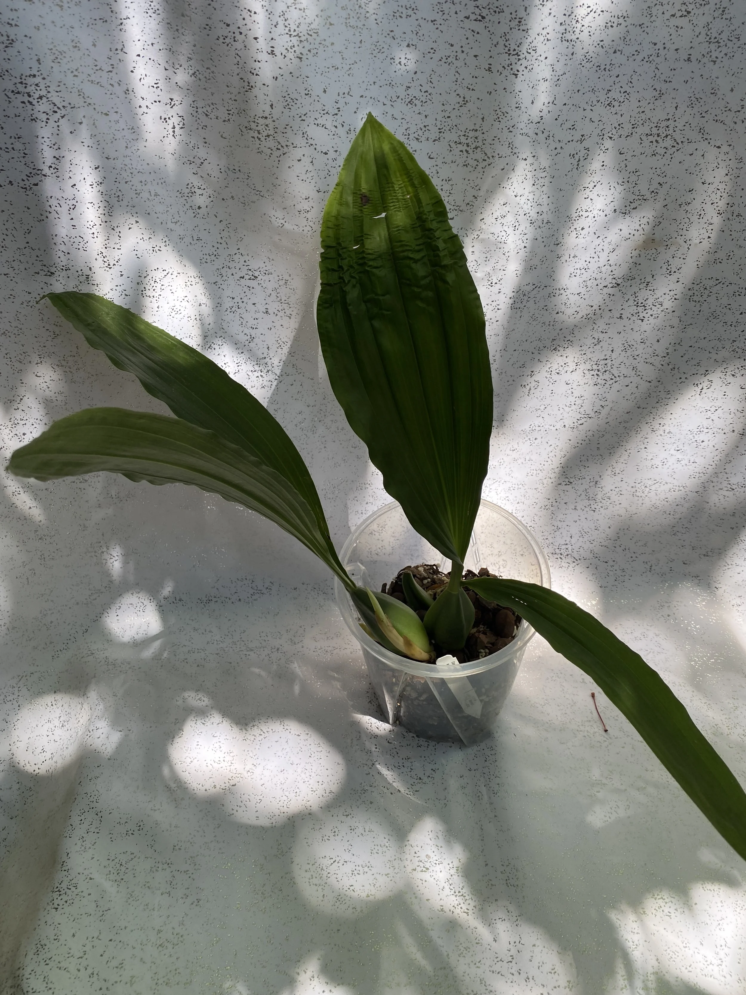 Coelogyne-Speciosa-in-six-inch-pot.jpeg