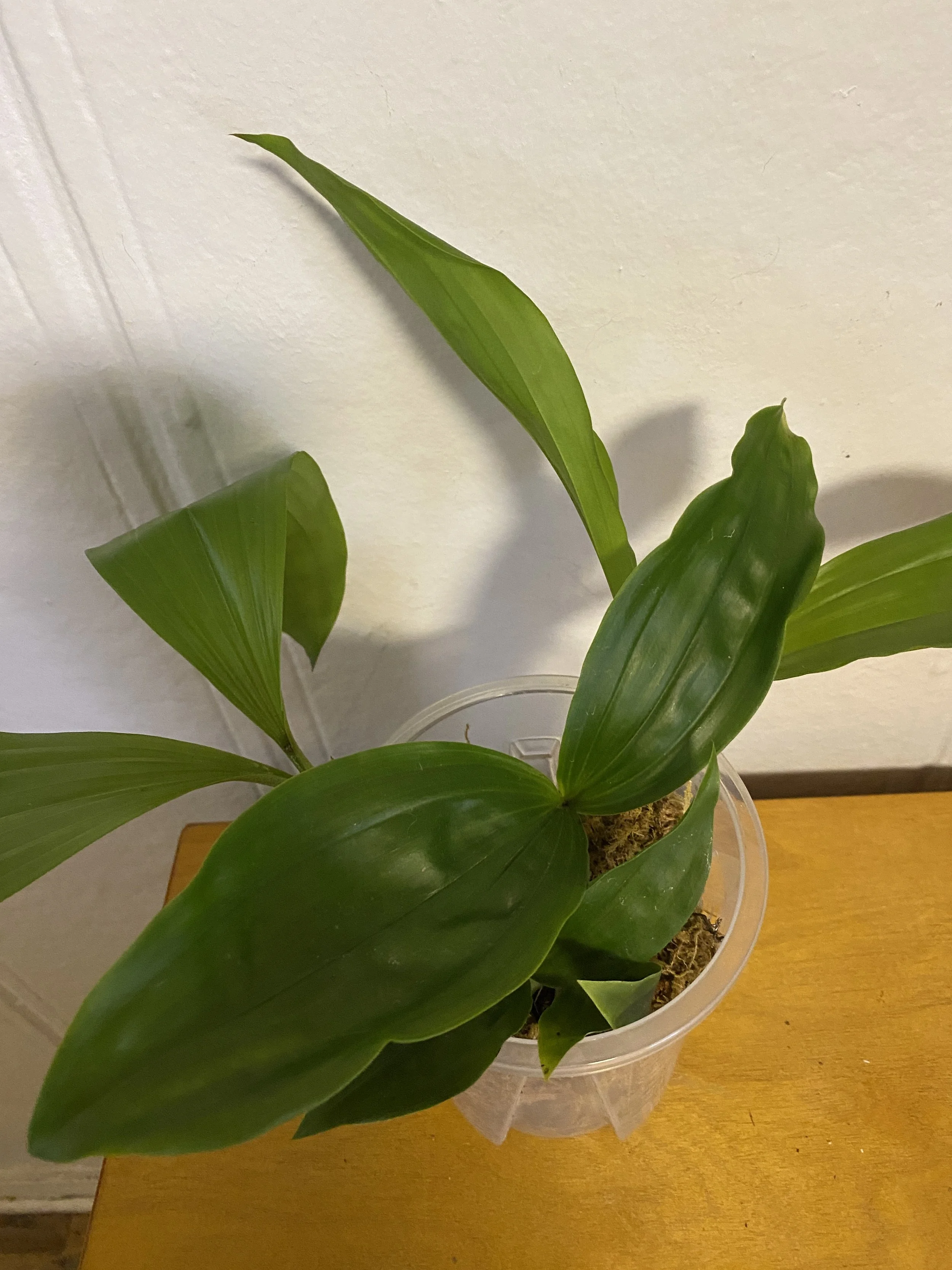 Coelogyne-swaniana-in-five-inch-pot.jpeg