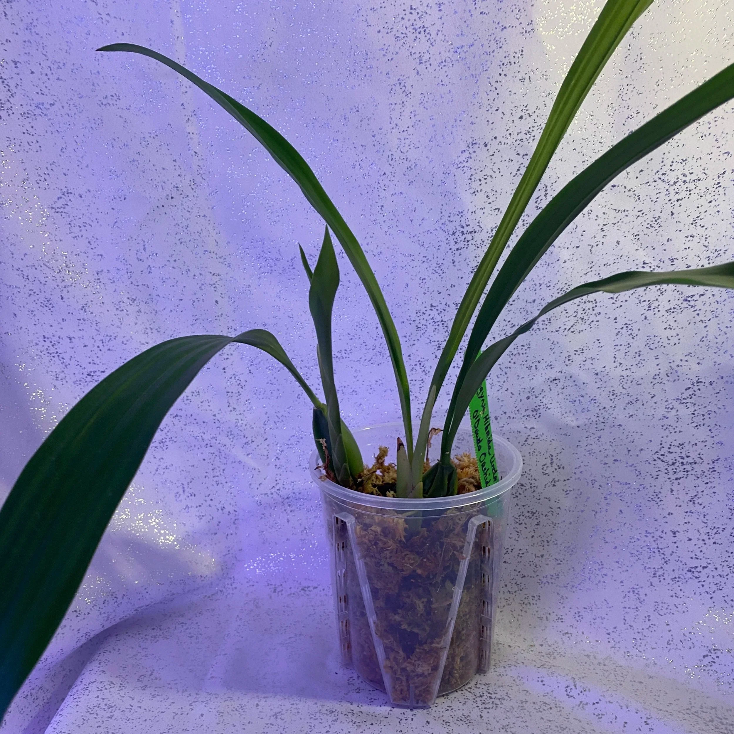 Coelogyne-Linda-Buckley-in-five-inch-clear-pot.jpg
