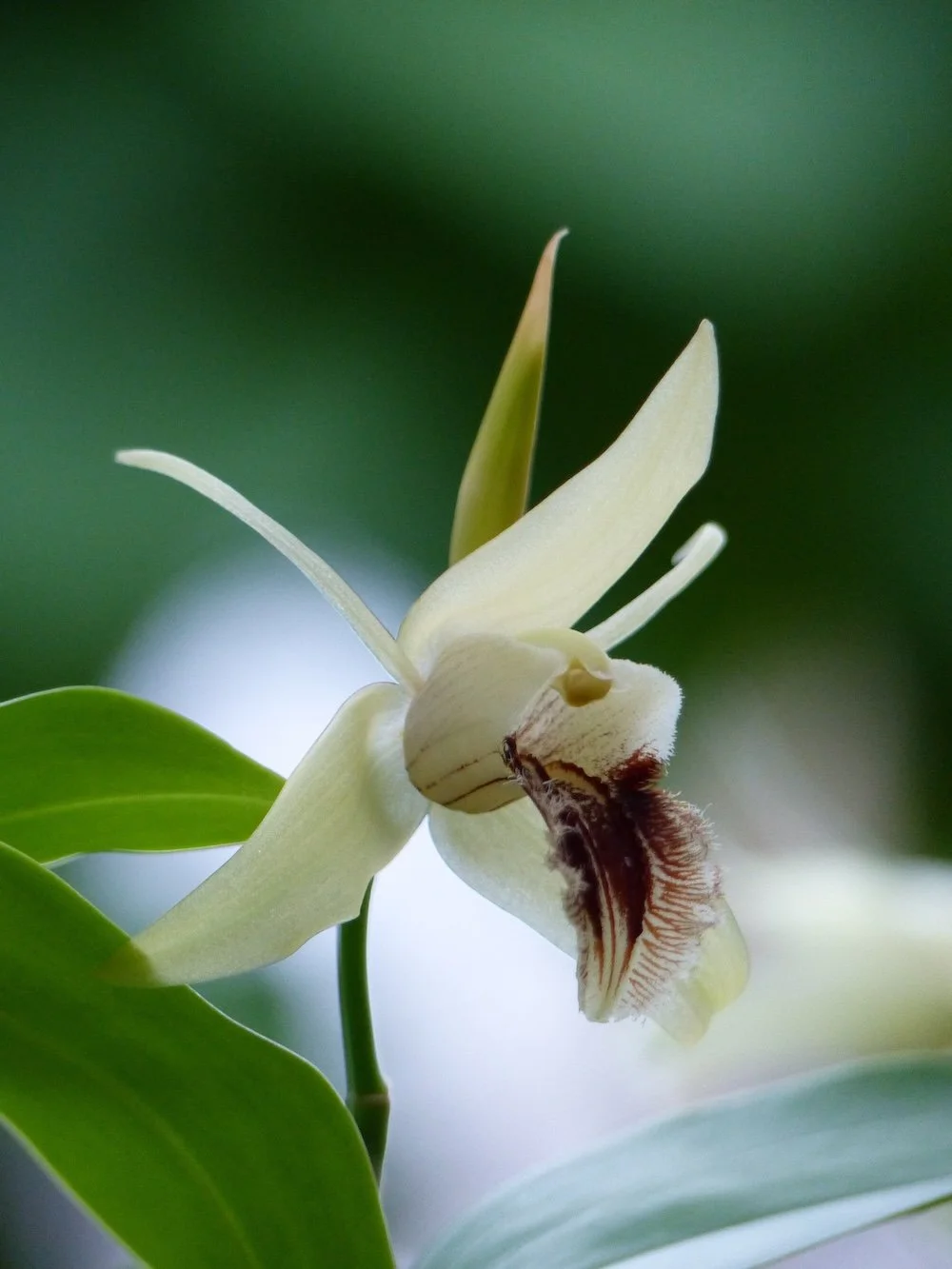 Coelogyne ovalis