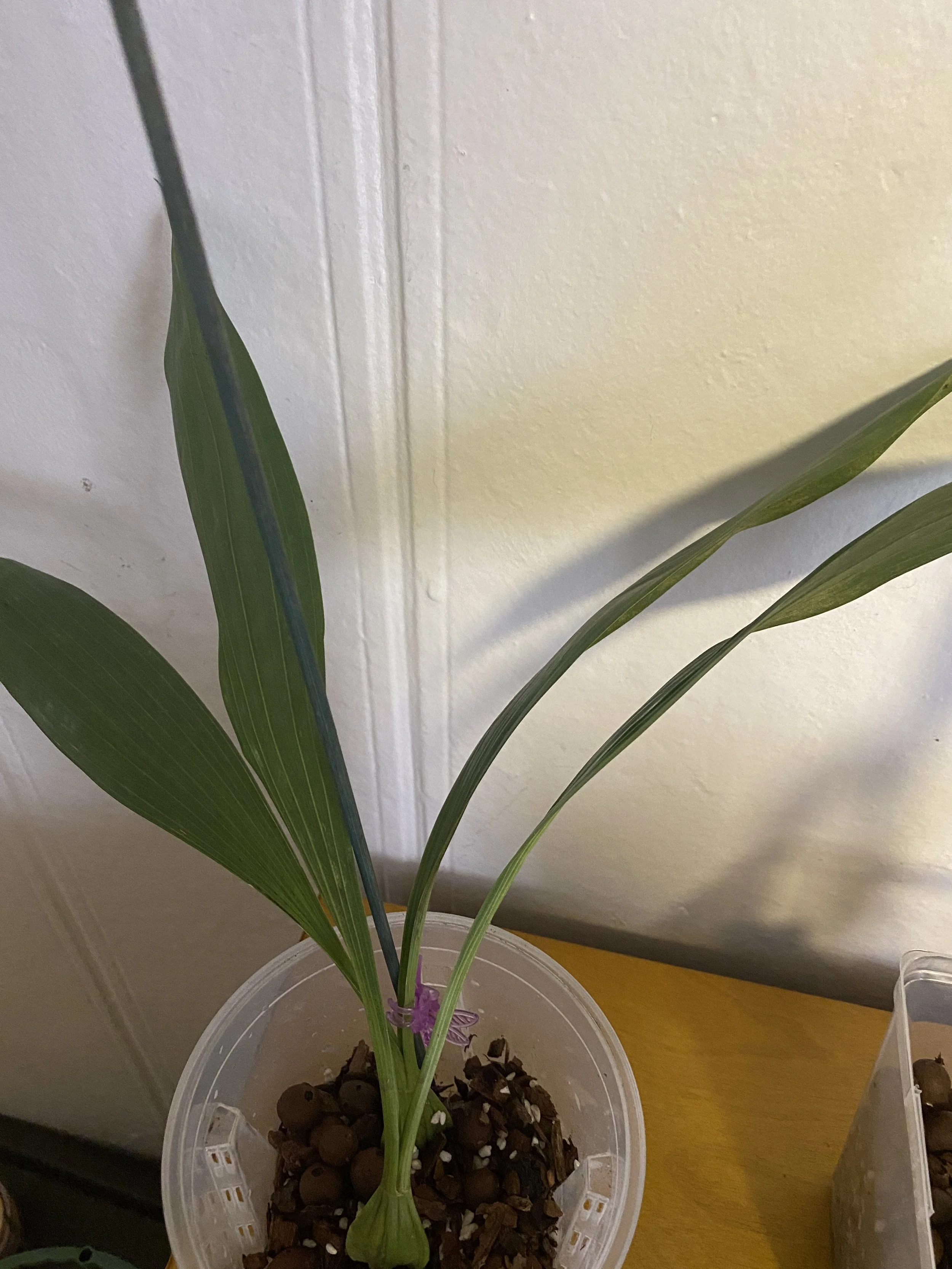 Coelogyne-pandurate-in-six-inch-pot.jpeg