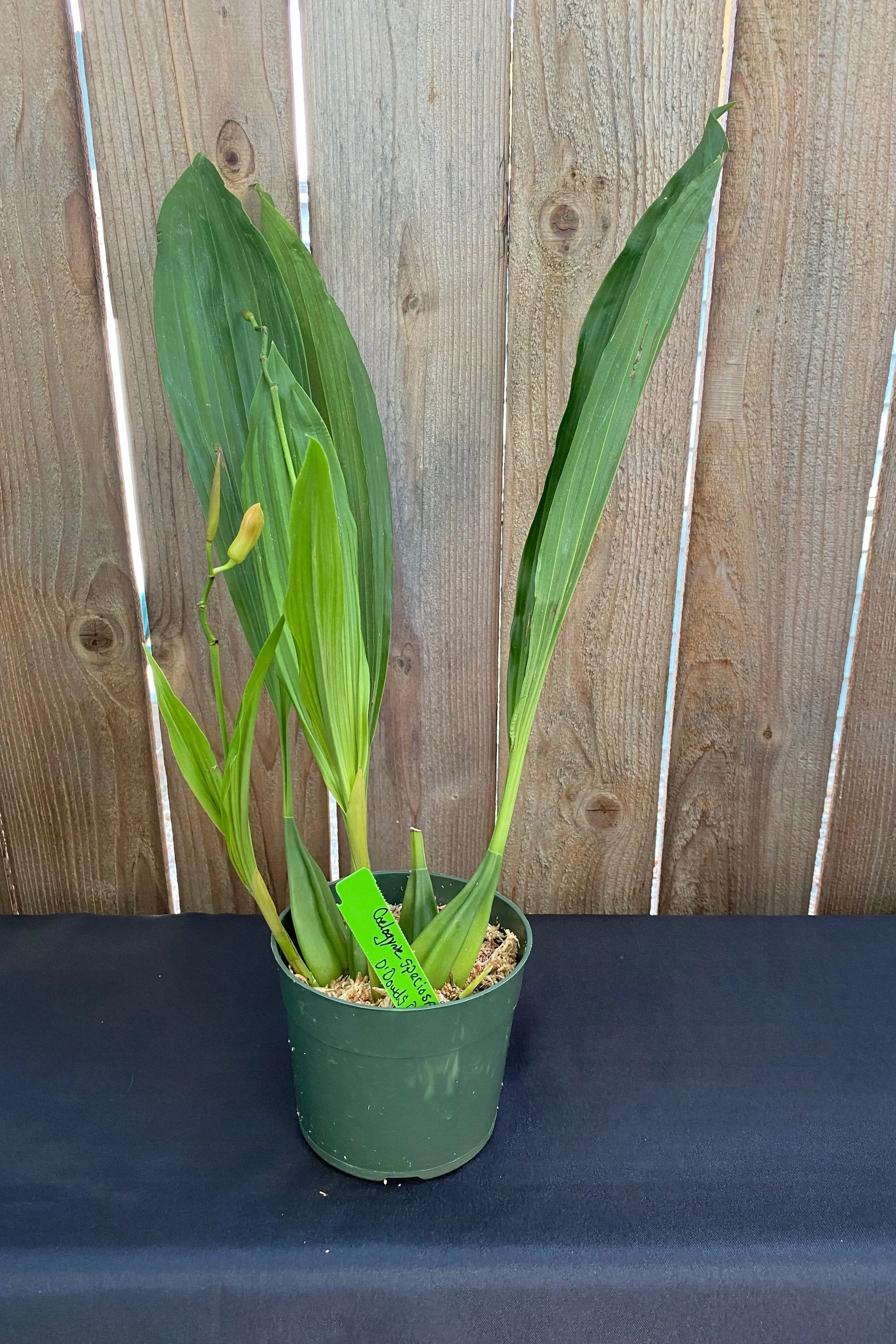 coelogyne-speciosa-in-six-inch-pot.jpg