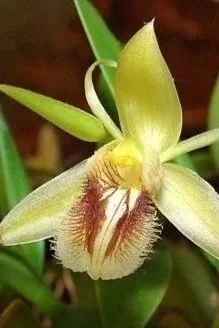 Coelogyne_fimbriata-fragrant-with-yellow-blooms.jpg