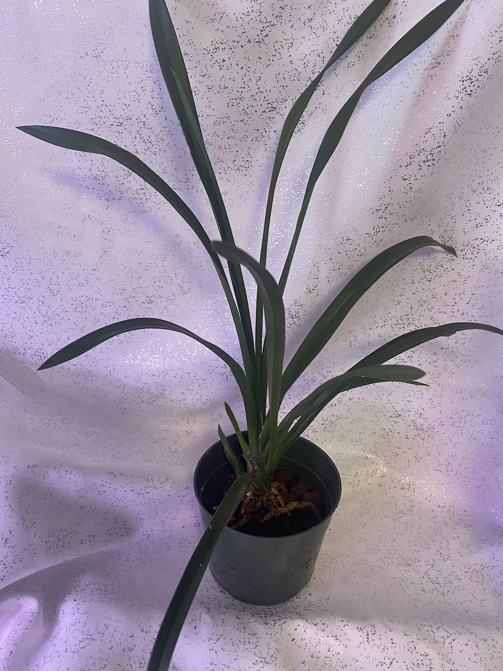 Cymbidium-Valerie-Absolonova-x-Sleeping-Bill-Bailey-in-a-five-inch-potJPG