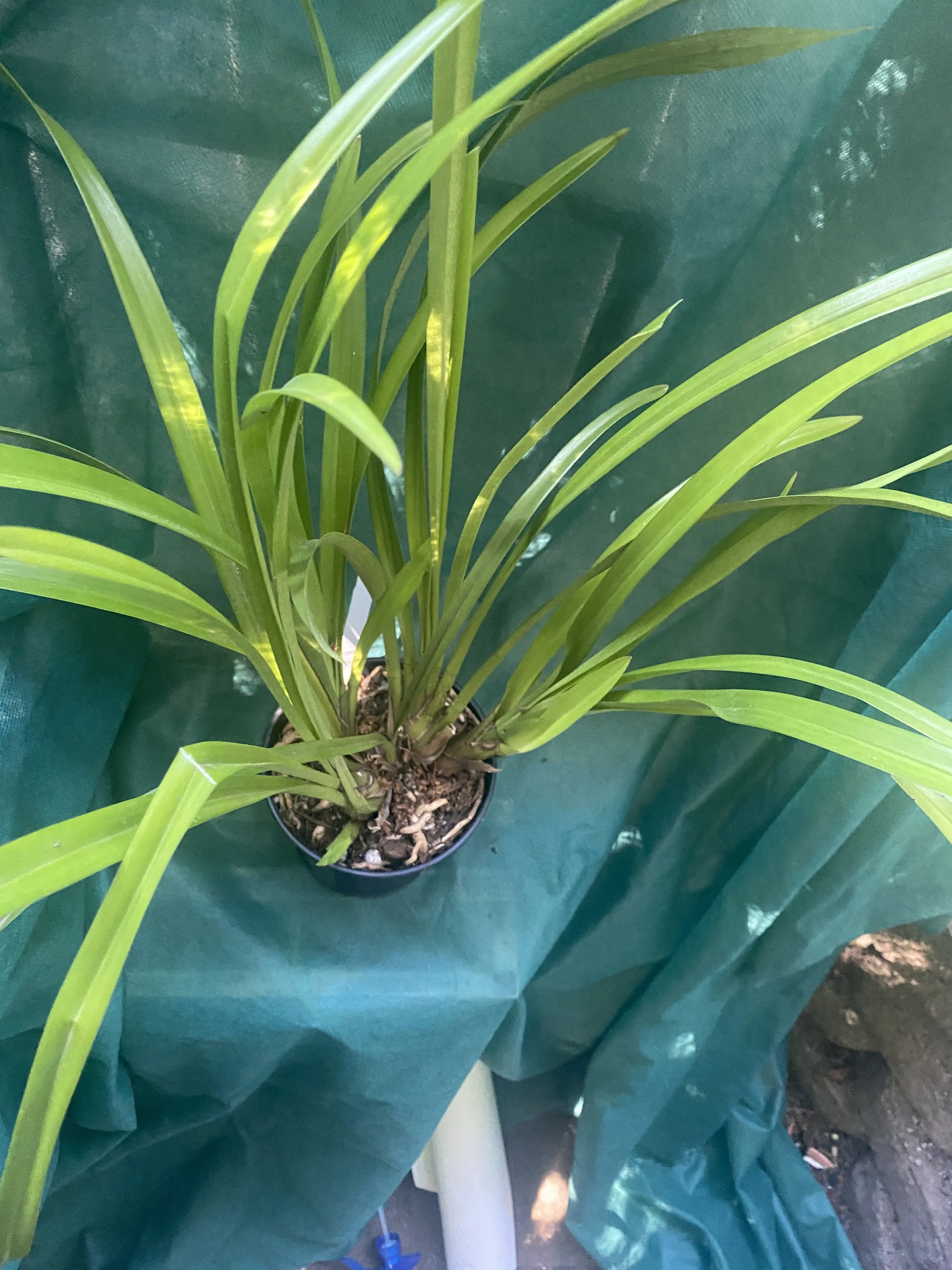 Cymbidium-Enzan-Forest-Majolica-on-green-cloth.jpeg