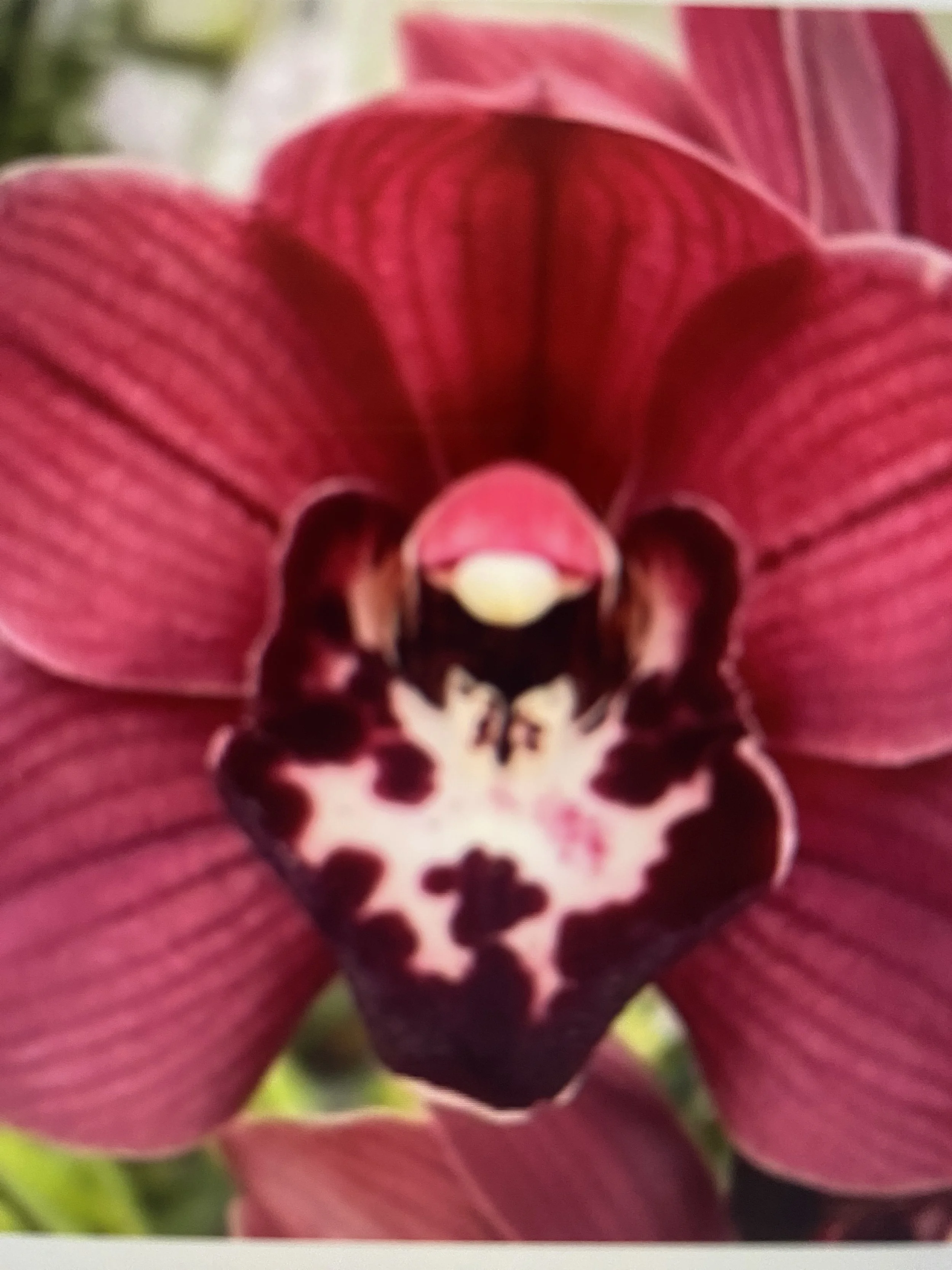 Cymbidium Cumberland Blues Purple Haze