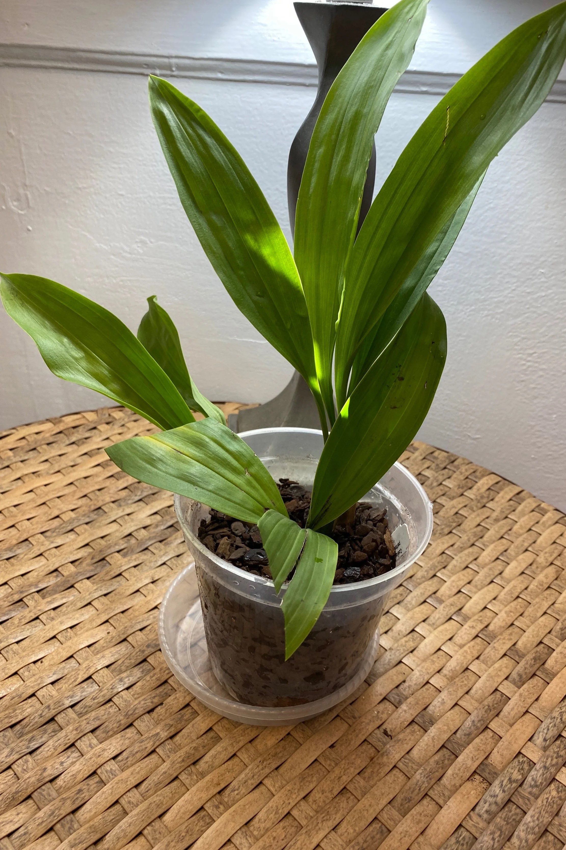 coelogyne-carinata-in-four-inch-pot.jpg