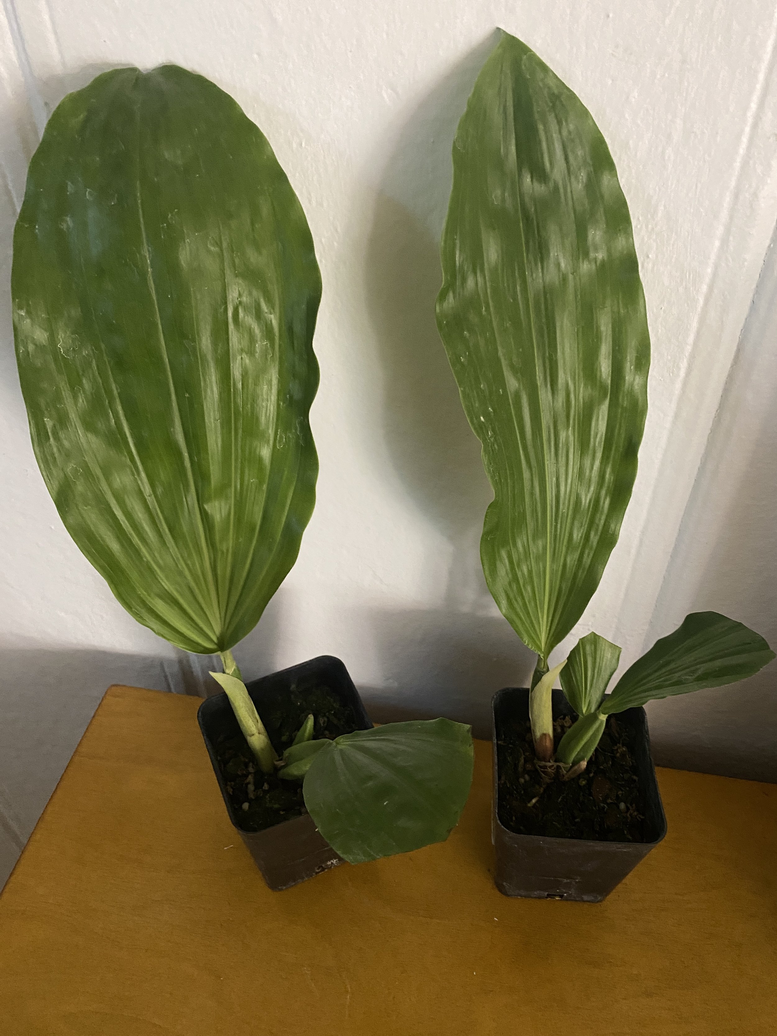 Coelogyne-Usitana-in-four-inch-pot.JPG