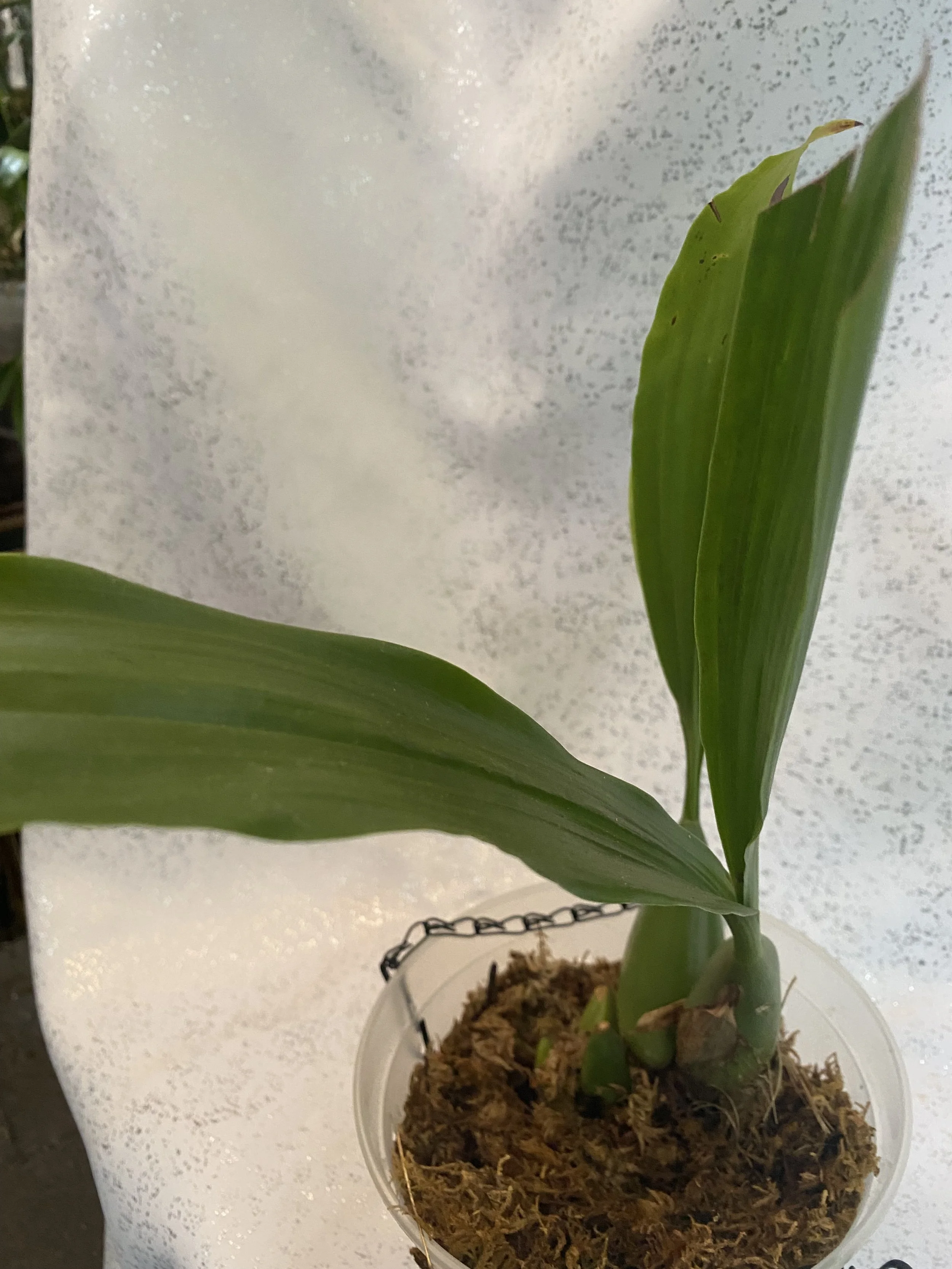 Coelogyne-Mooreana-Westonbert-medium-size.jpeg