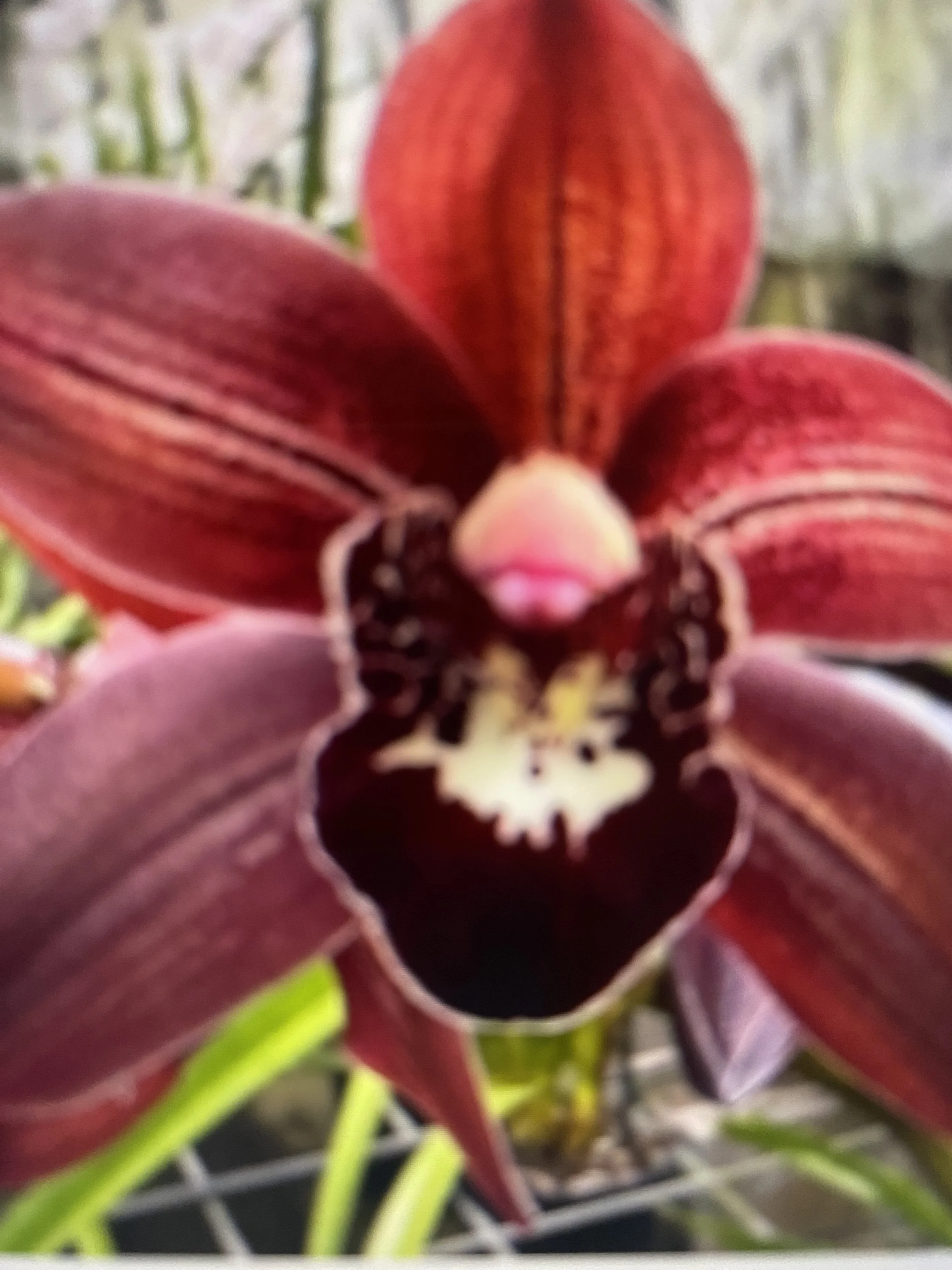 Cymbidium Rolling Stone Rusty Bucket Ruby Eyes
