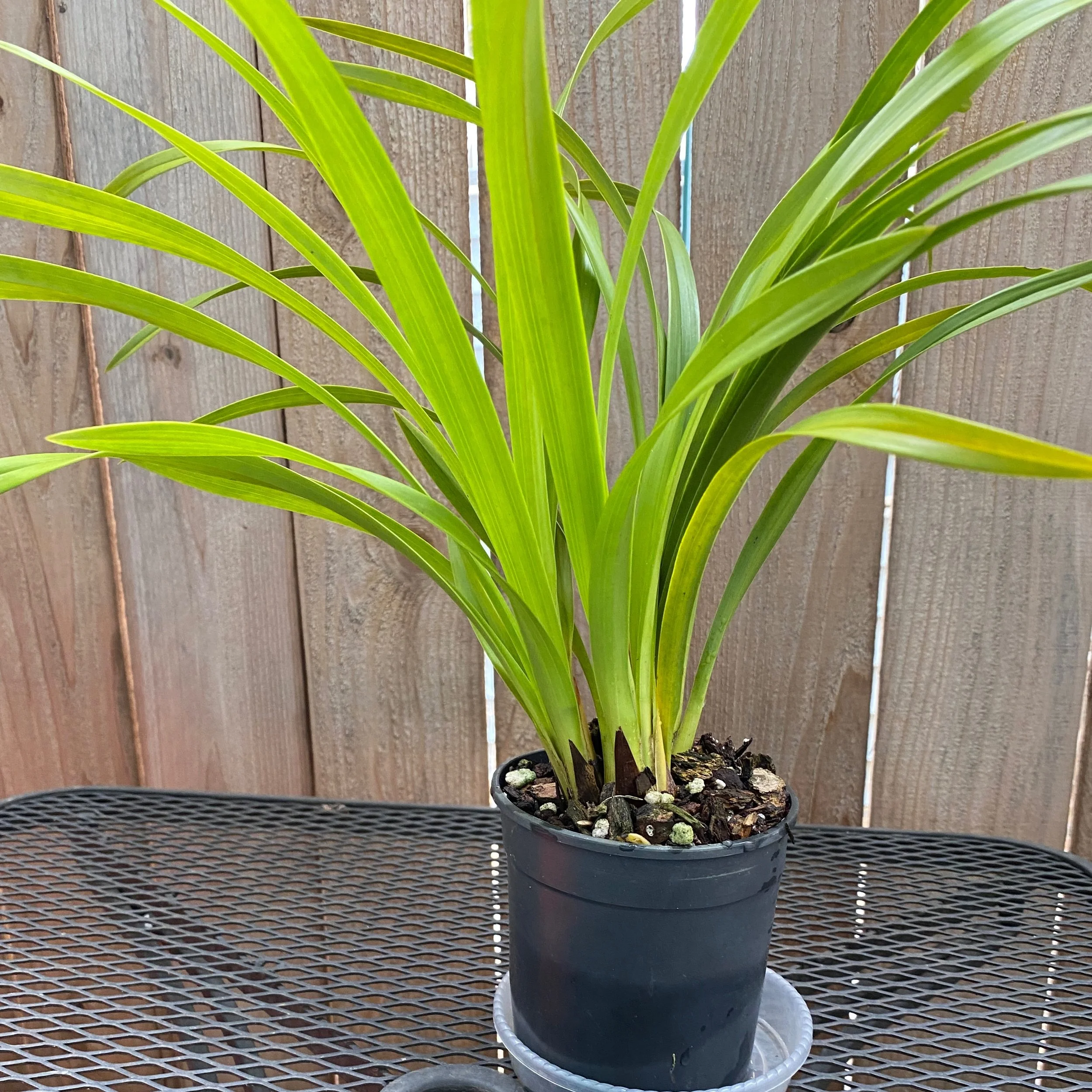 Cymbidium with tall green leaves on a black table in a six inch pot