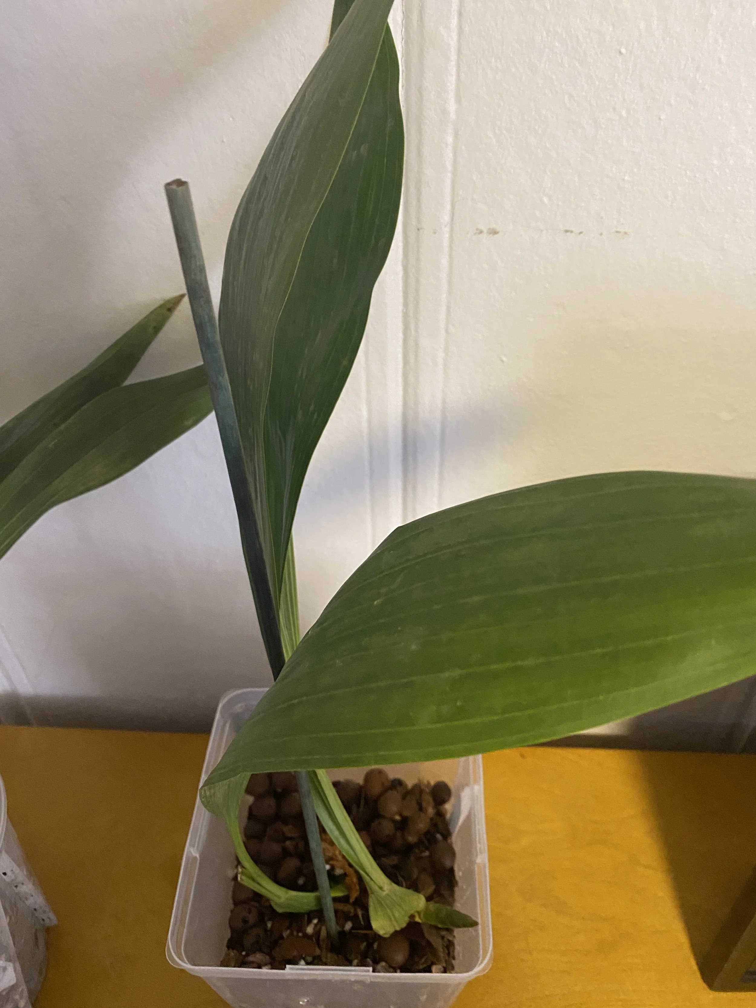 Coelogyne-pandurata-with-white-background.jpeg