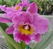 Rlc. Sayoko 'Volcano Queen' - FRAGRANT