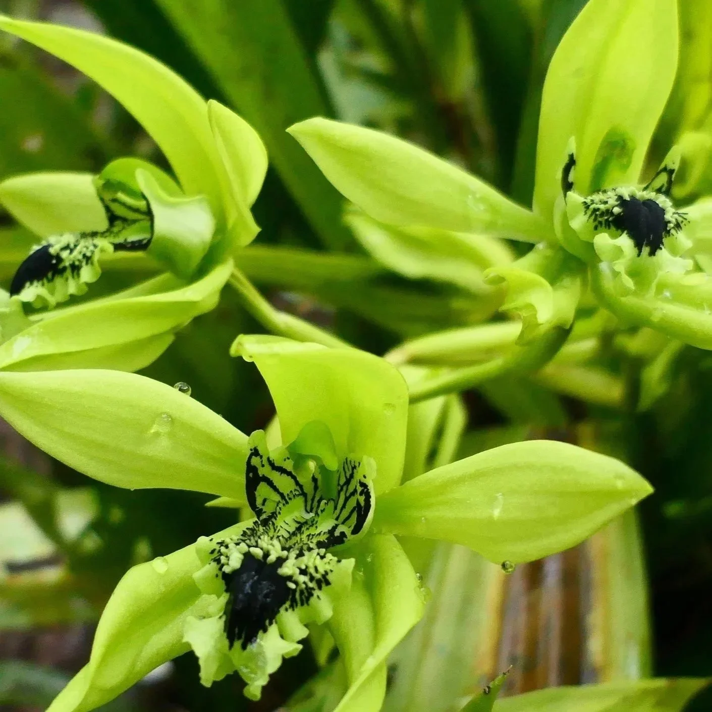 Coelogyne-Mayeriana.jpg