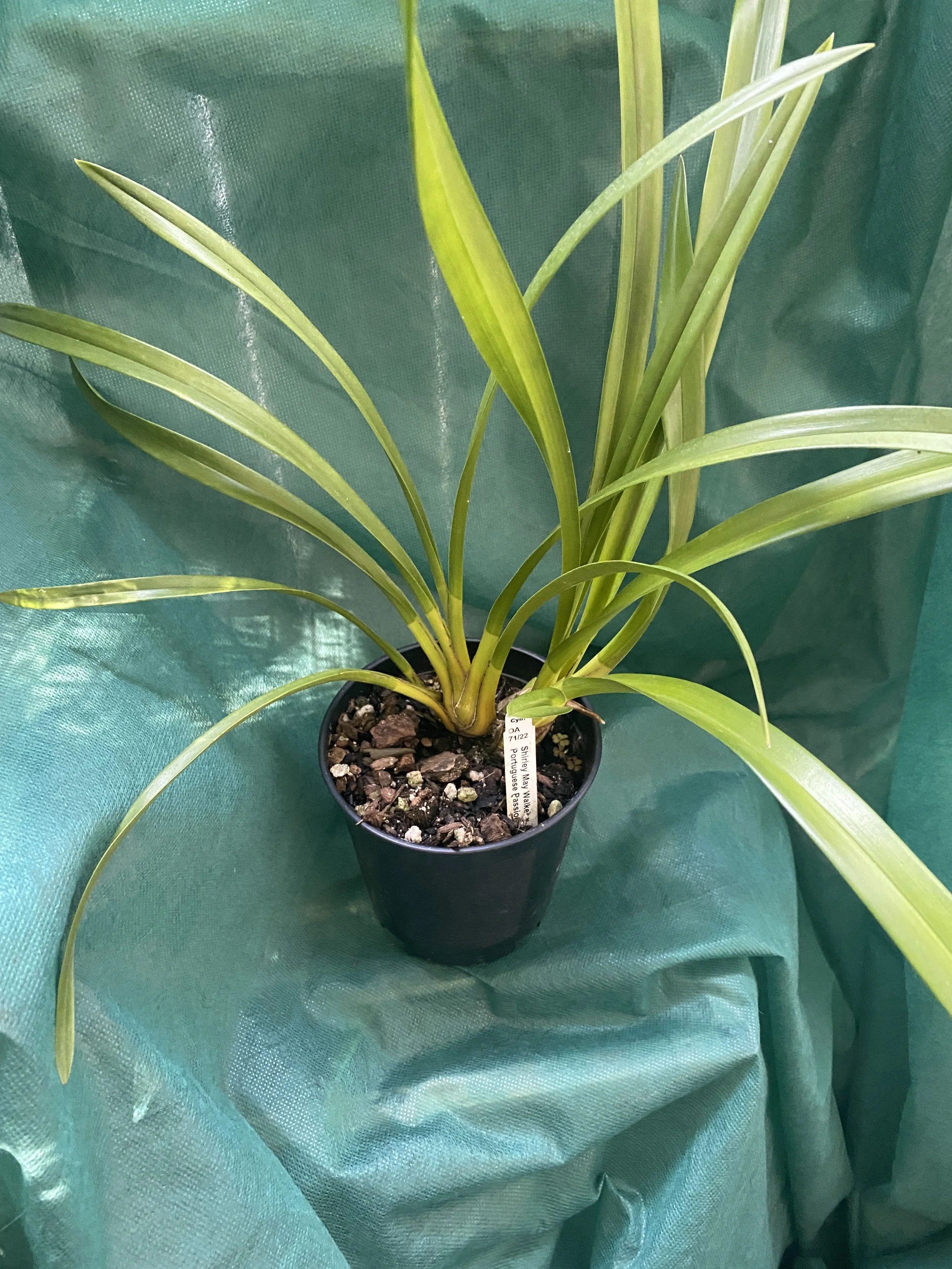 Cymbidium-Shirley-May-Walker-x-Portuguese-Passion-'Tudor-Snow'-2n-on-green-cloth.jpeg