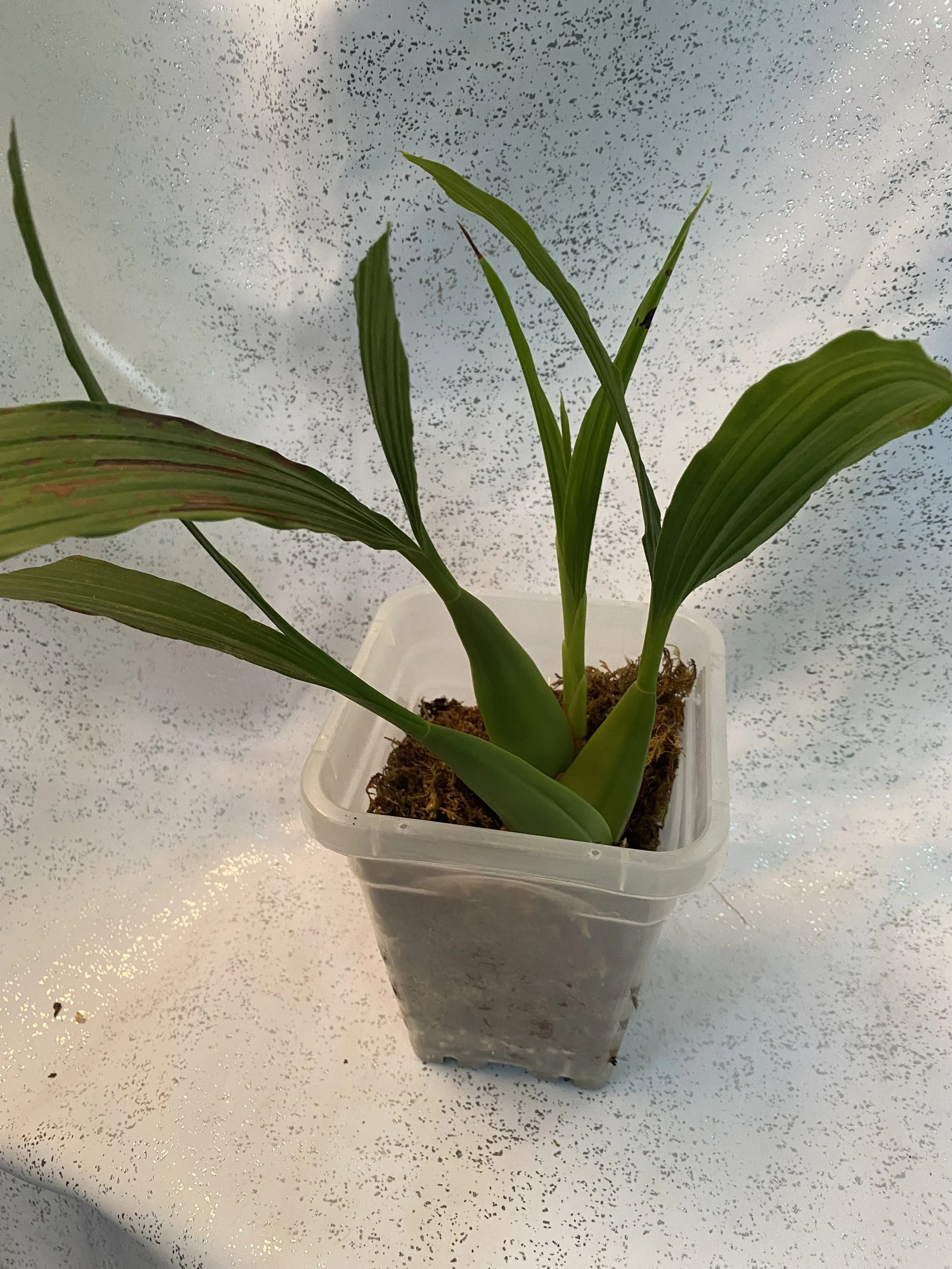 Coelogyne-rubrolanata-standing-nineteen-inches-tall.jpeg