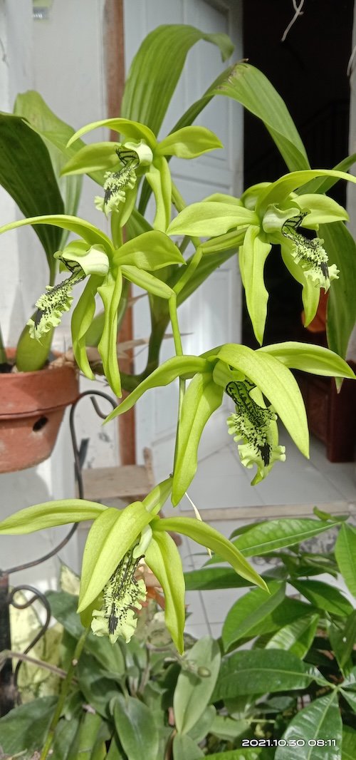 Coelogyne Pandurata