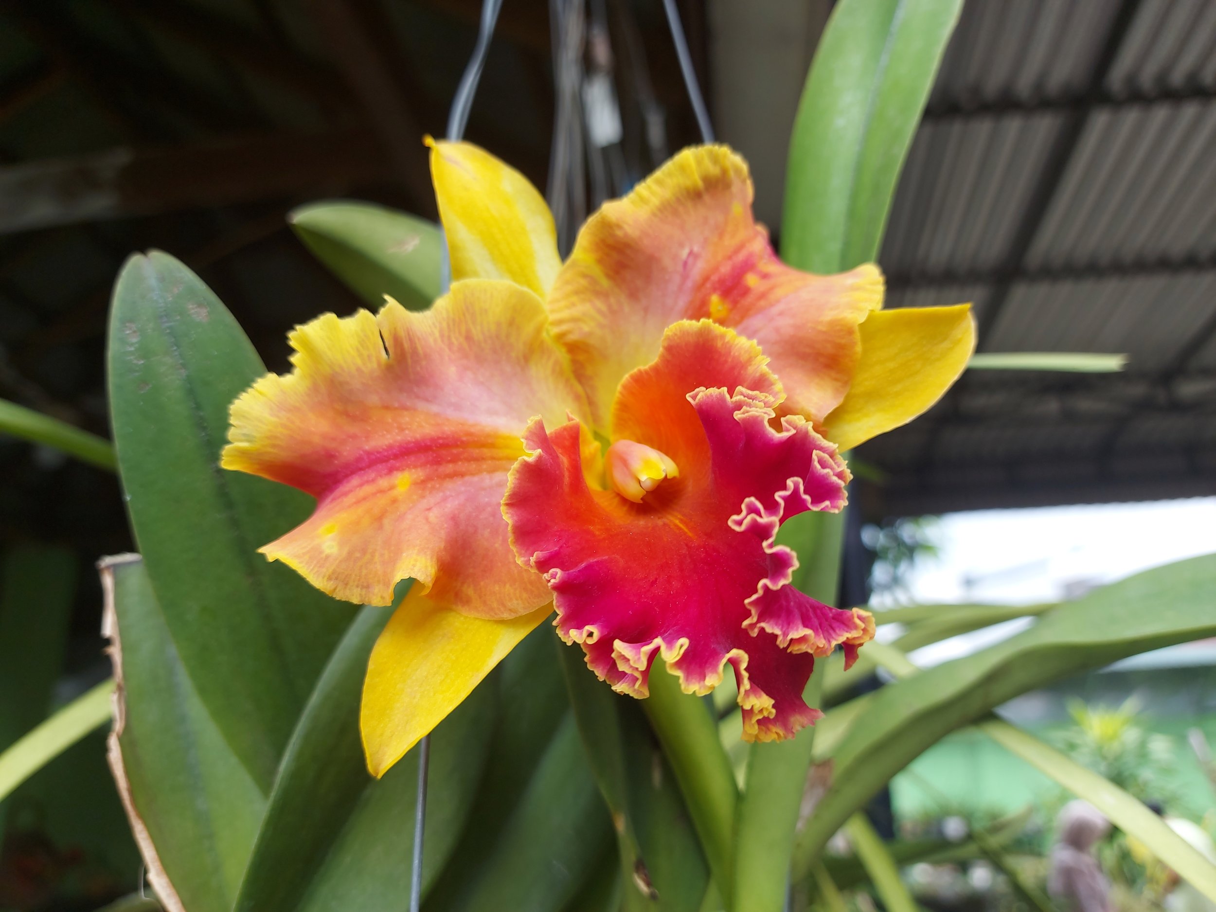 Rhyncattleanthe Air Dream 'Pretty Girl'