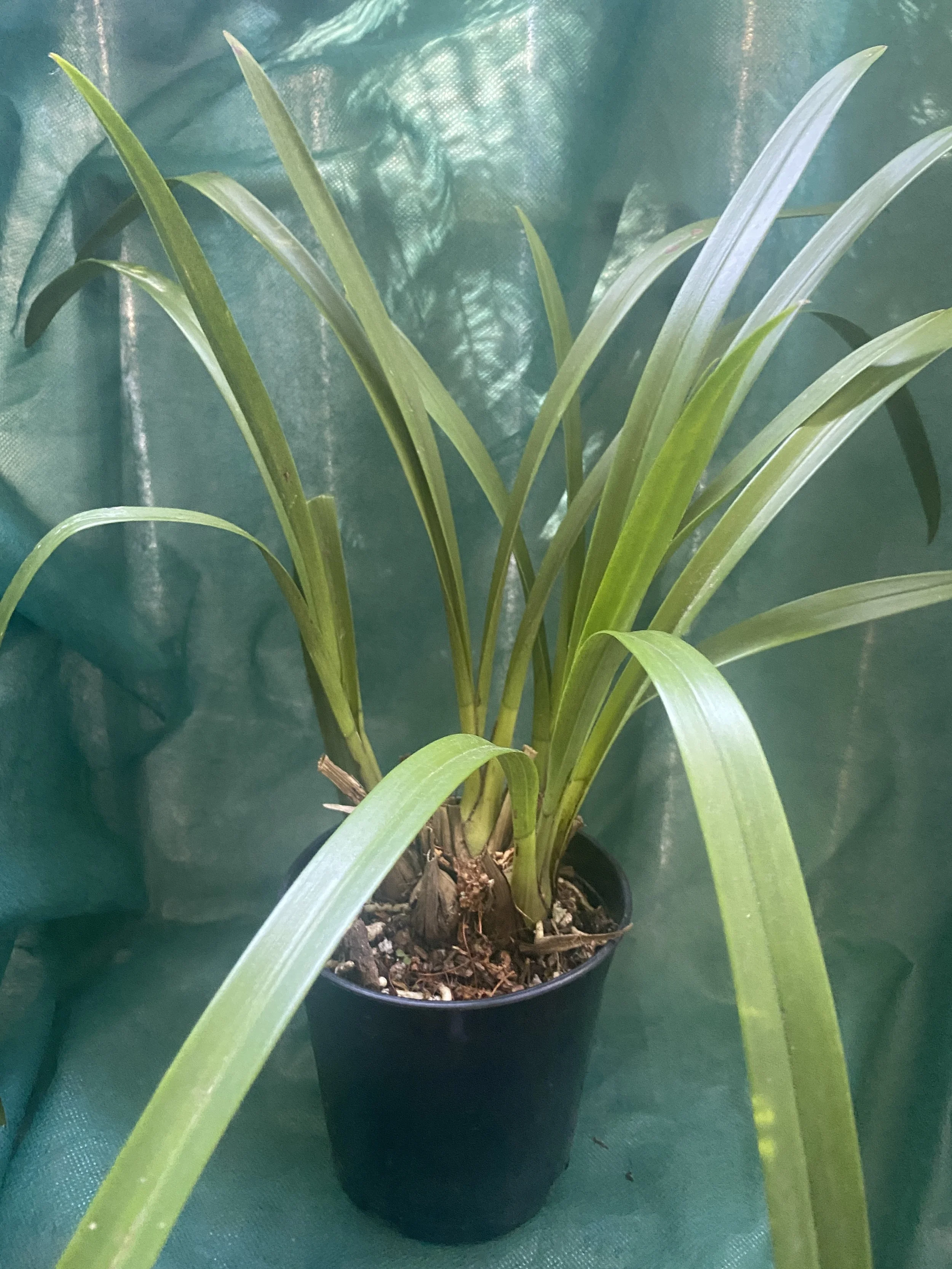 Cymbidium-Here-Comes-Sunshine-in-five-inch-pot.jpeg