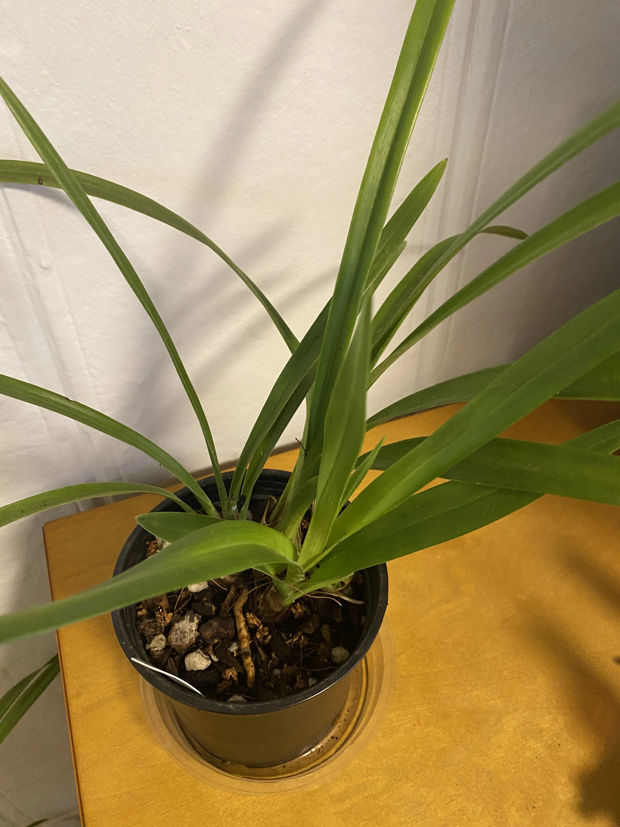 Cymbidium-Sweet-Vanessa-standing-nineteen-inches tall.jpeg