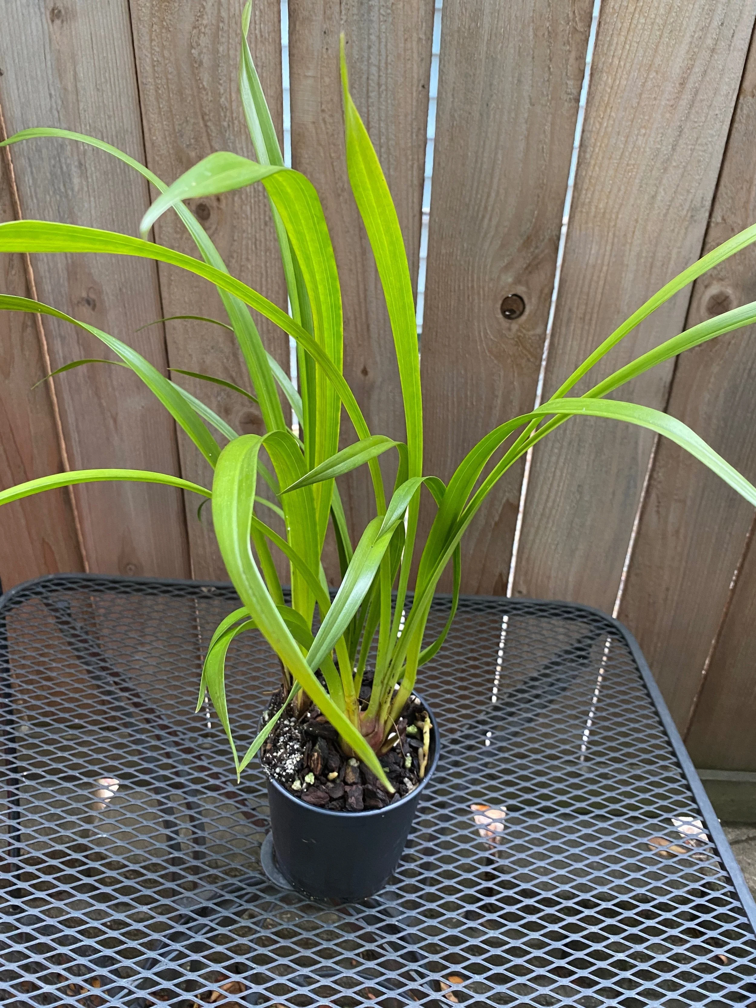 Cymbidium Cumberland Blue Dark Red in six inch pot