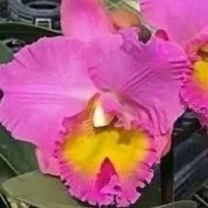 Rlc-Joyful-Love-Volcano-Queen.jpg