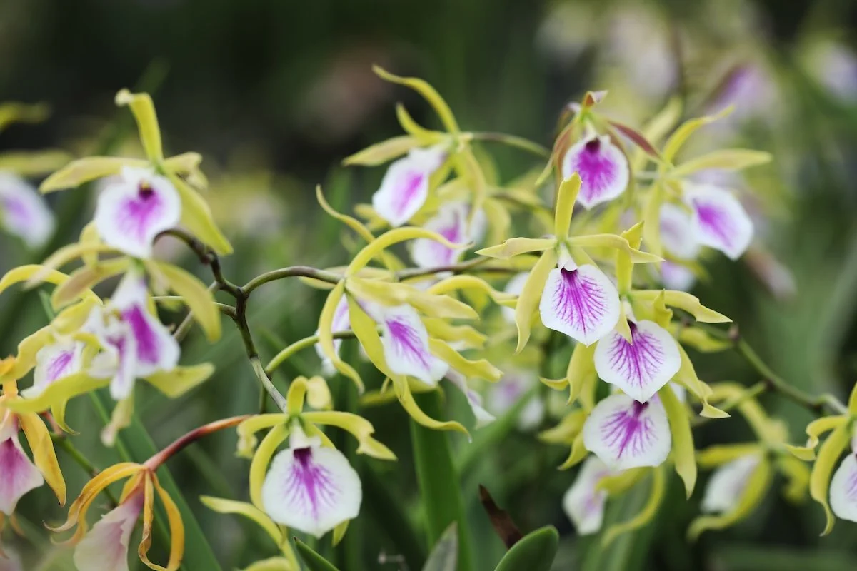 Cattleya My Perfect Angel