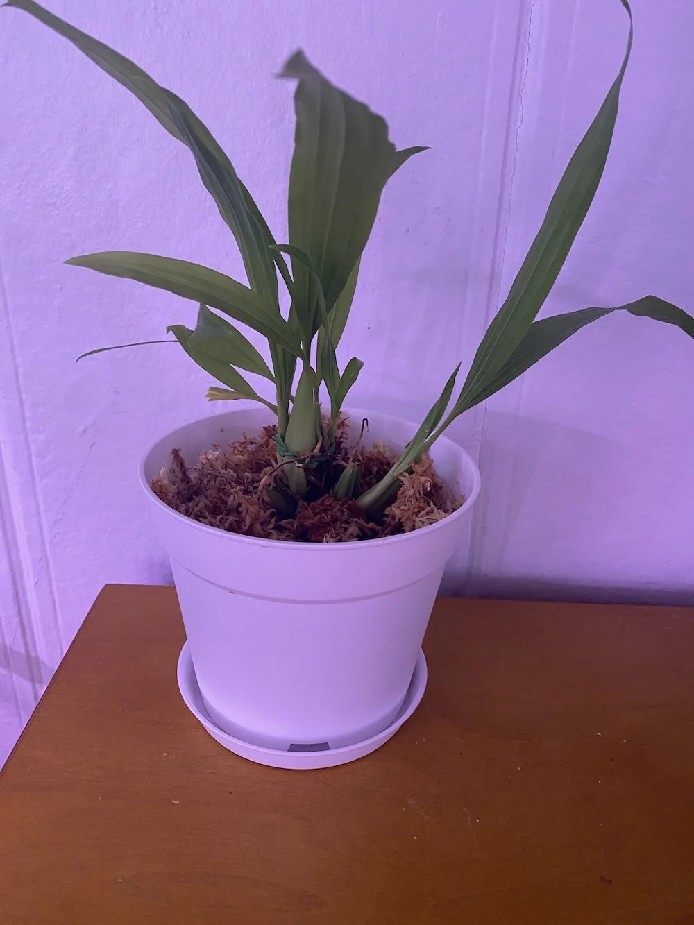 Coelogyne-Sulcata-in-a-white-five-inch-pot.jpeg