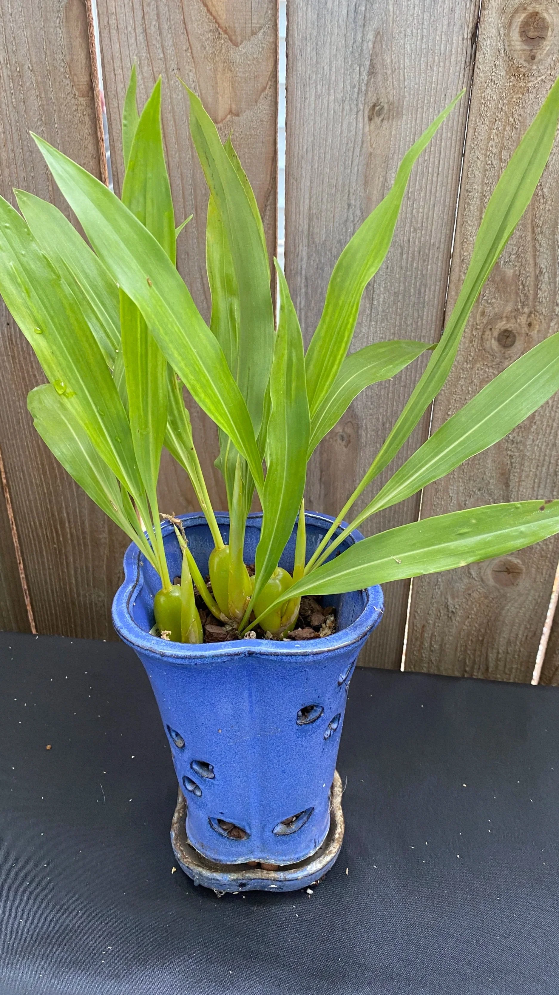 coelogyne-nitida-in- blue-vase-with-wood-background.jpg